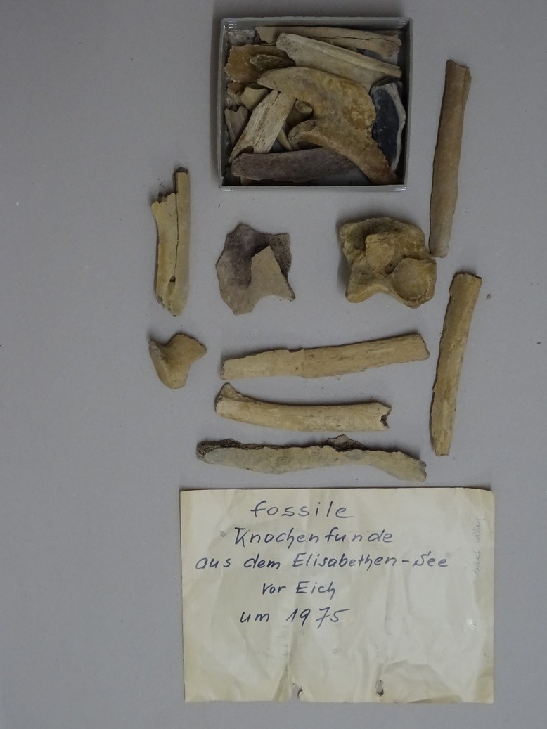 fossile Knochenfunde (Kulturverein Guntersblum CC BY-NC-SA)