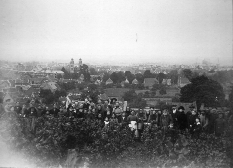 Foto Weinlese 1918 oder 1919 mit Ortsbild (Kulturverein Guntersblum CC BY-NC-SA)