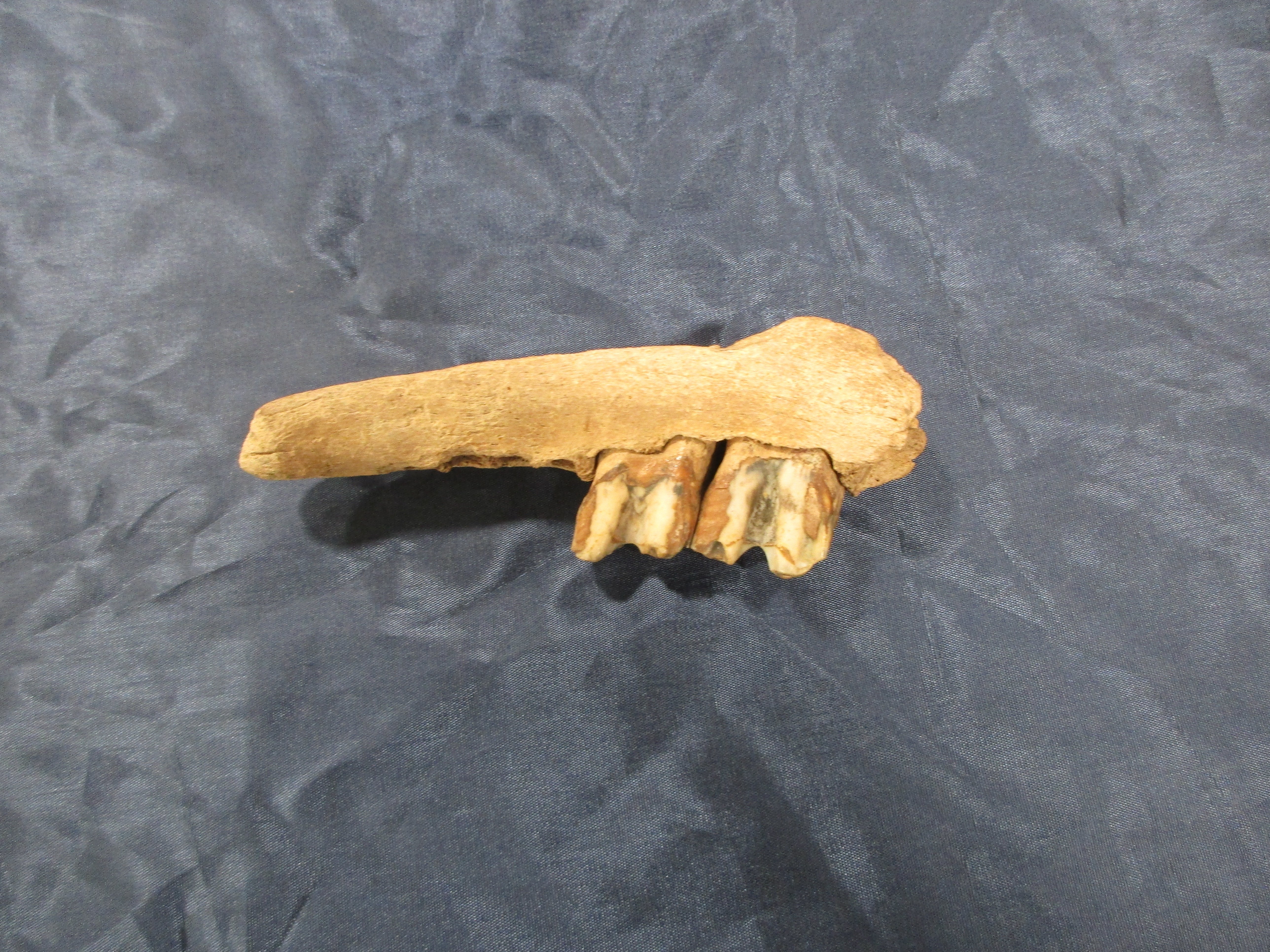 Sumpfrind Kieferknochen (Museum unterm Trifels CC BY-NC-SA)