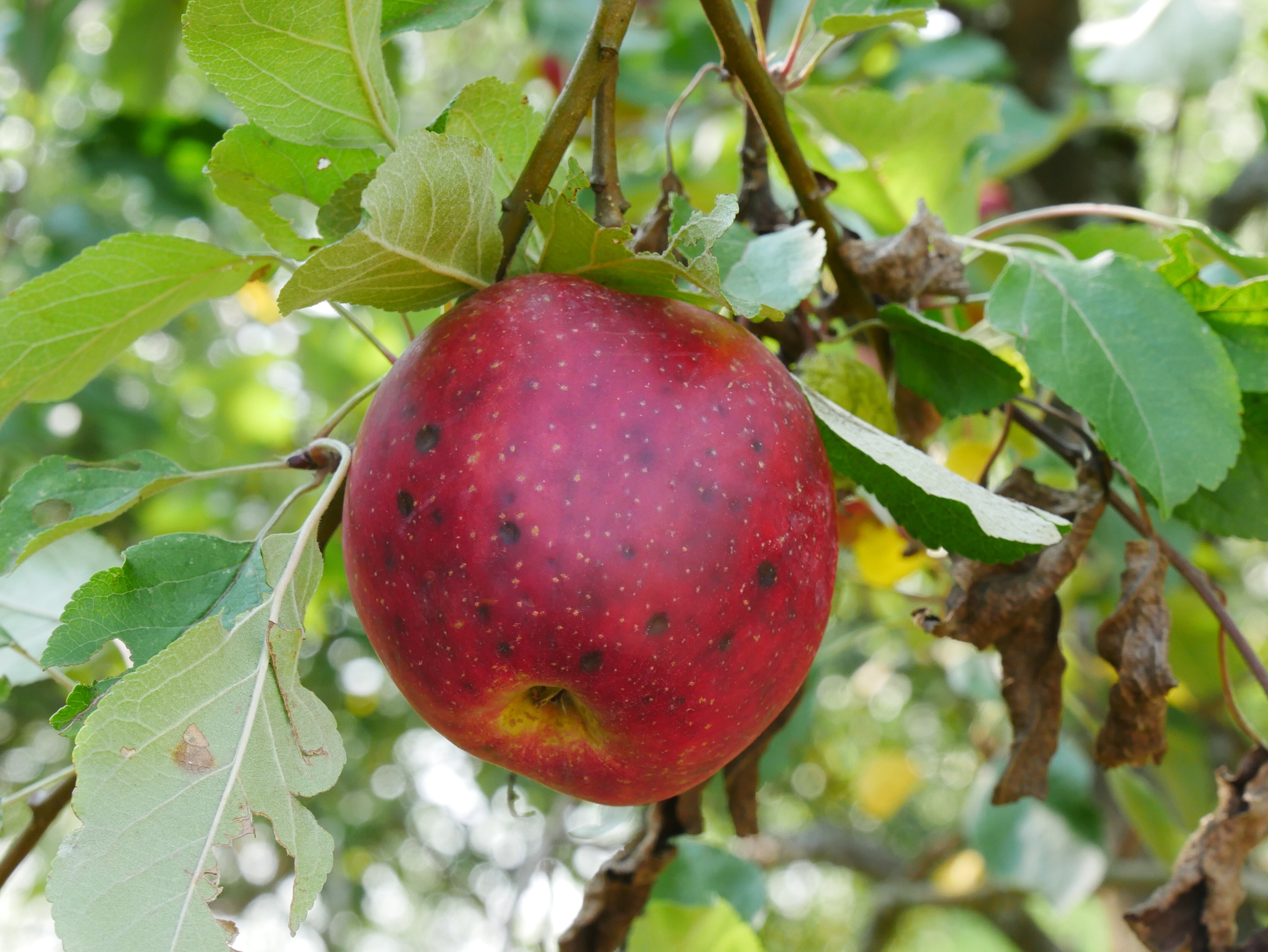 Apfelbaum Sorte: Purpurroter Cousinot (Volkskunde- und Freilichtmuseum Roscheider Hof CC0)