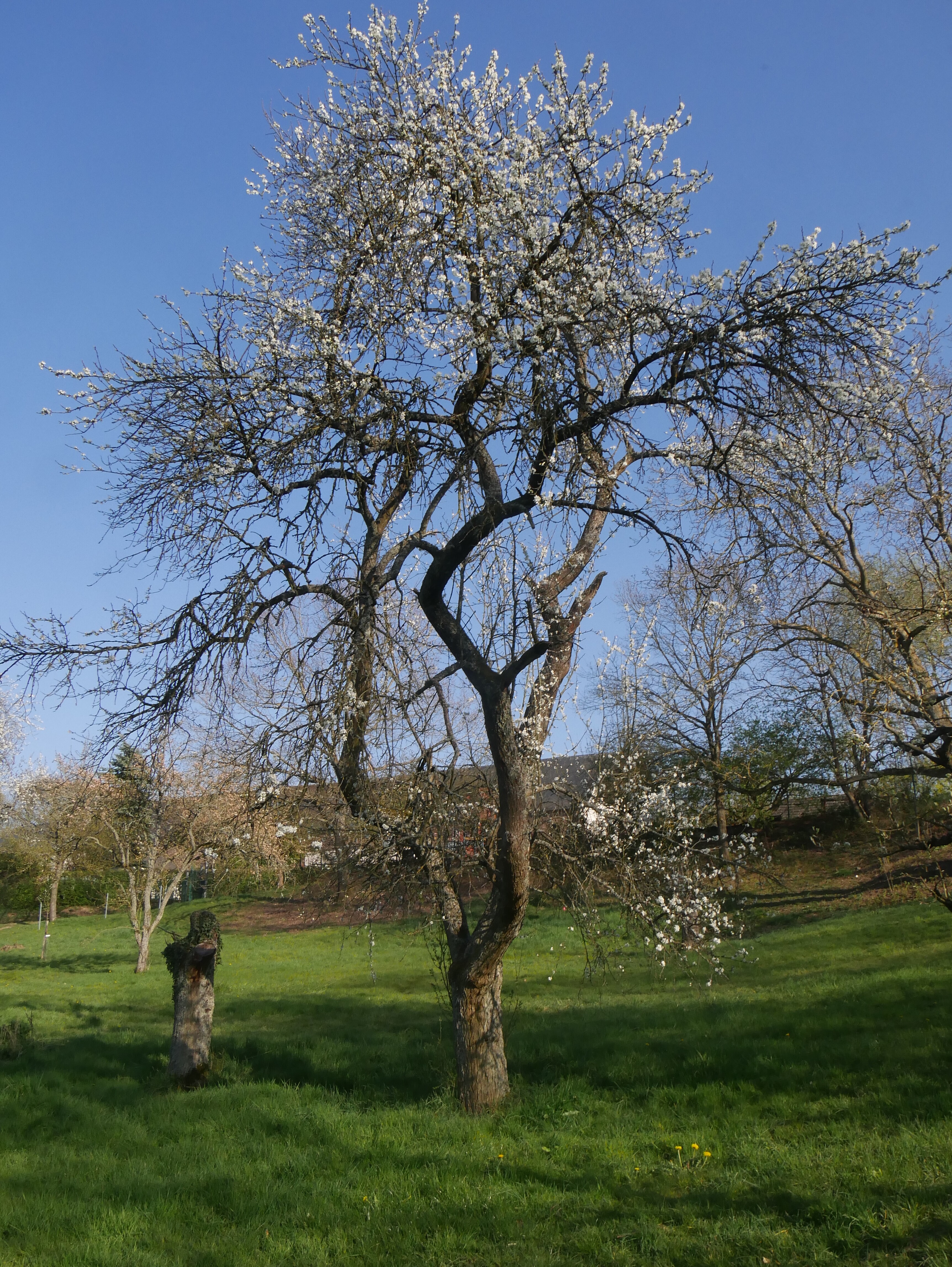 Sorte: Wagenheims Frühzwetsche - Baum 55 (Volkskunde- und Freilichtmuseum Roscheider Hof CC0)