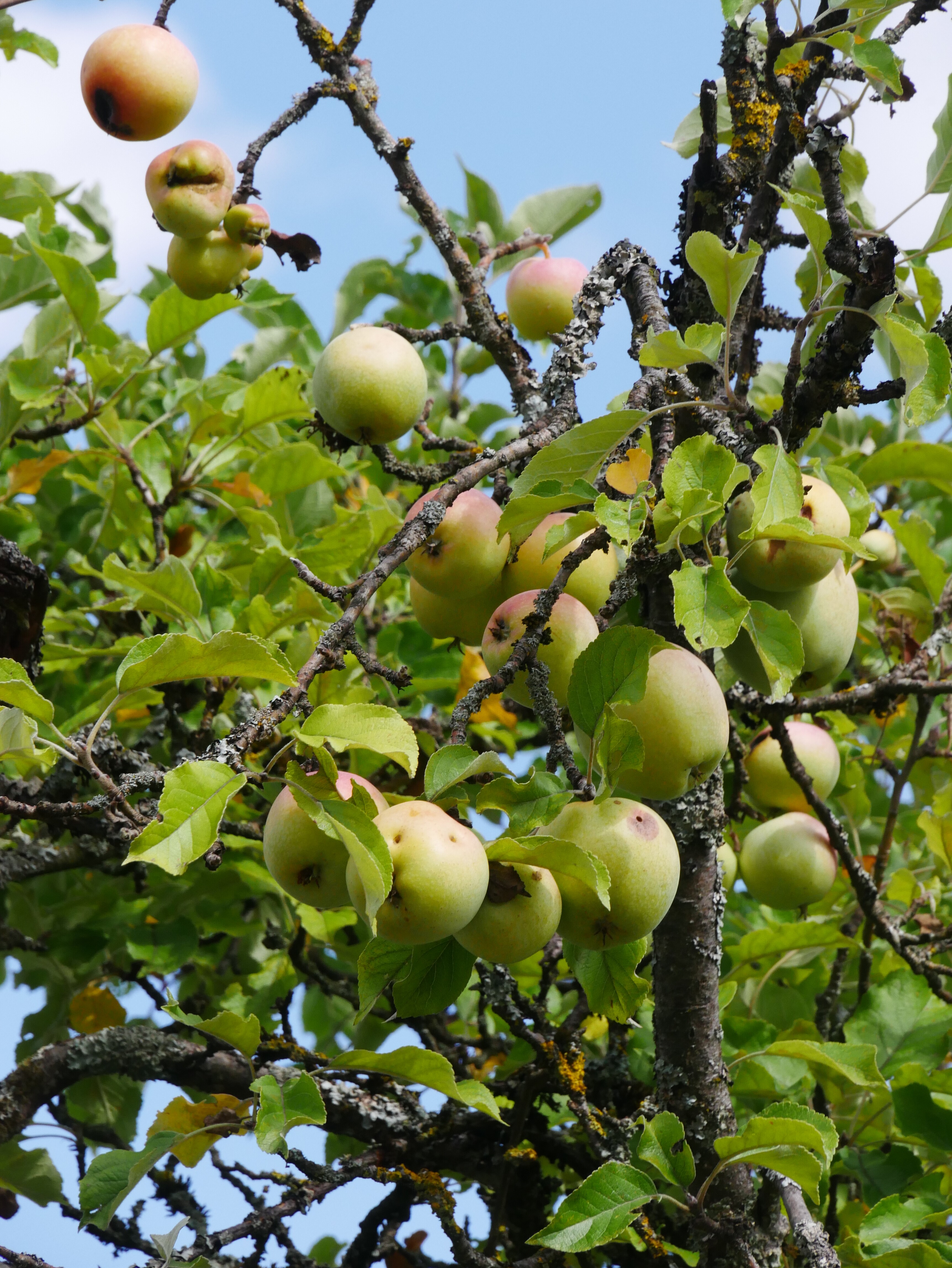 Apfelbaum Sorte: Zuccalmaglios Renette - Baum 70 (Volkskunde- und Freilichtmuseum Roscheider Hof CC0)