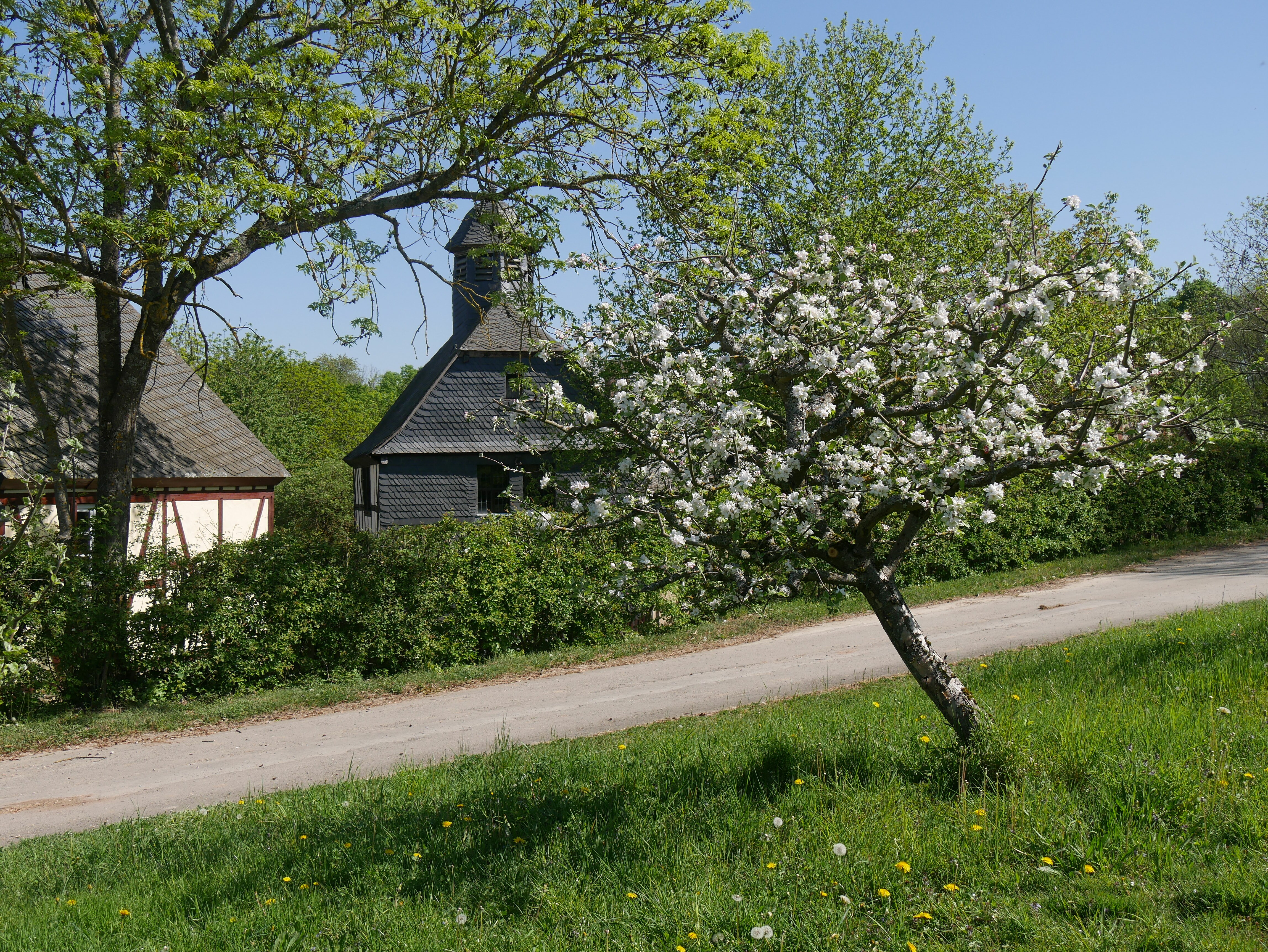 Apfelbaum Sorte: Rheinischer Winterrambur - Baum 79 (Volkskunde- und Freilichtmuseum Roscheider Hof CC0)