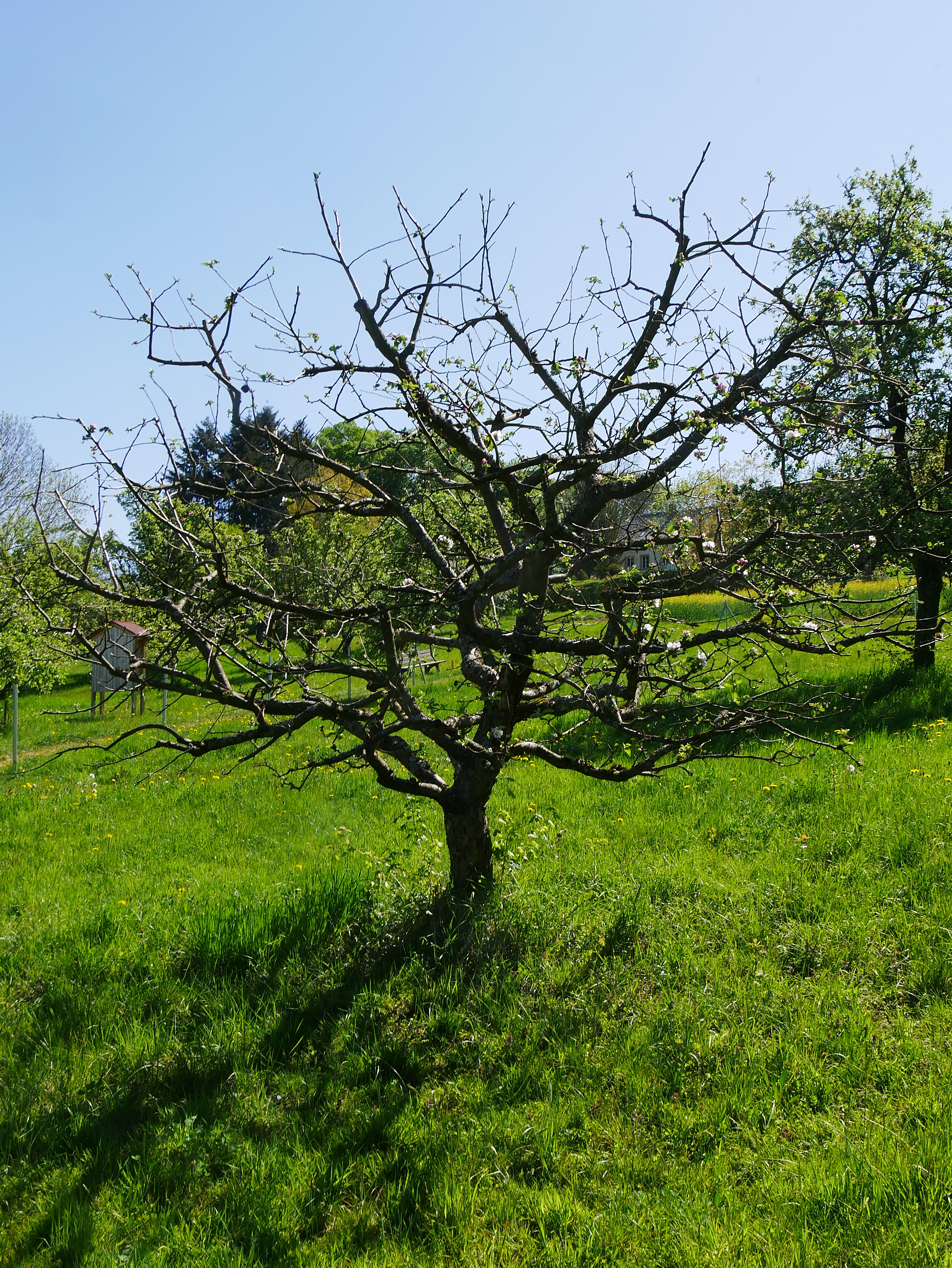 Apfelbaum Sorte: Rheinischer Winterrambur - Baum 83 (Volkskunde- und Freilichtmuseum Roscheider Hof CC0)