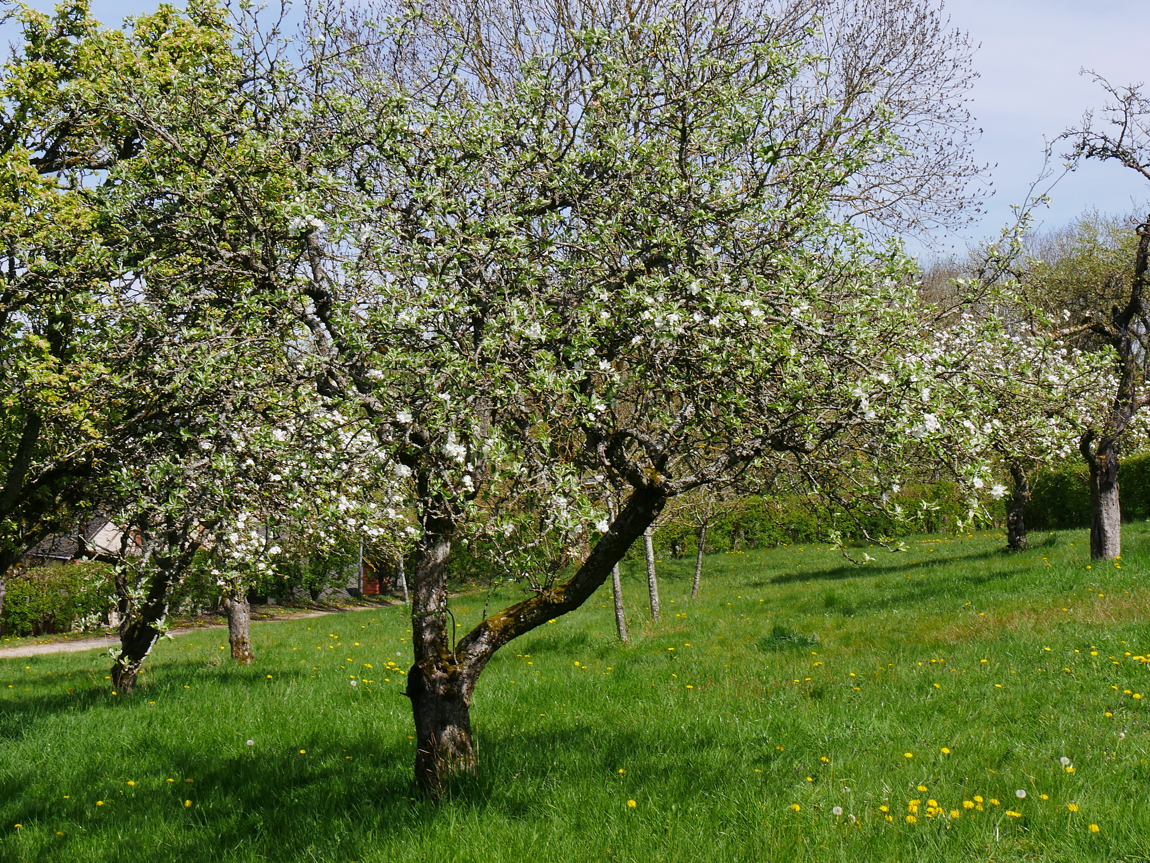 Apfelbaum Sorte: Weißer Klarapfel - Baum 87 (Volkskunde- und Freilichtmuseum Roscheider Hof CC0)