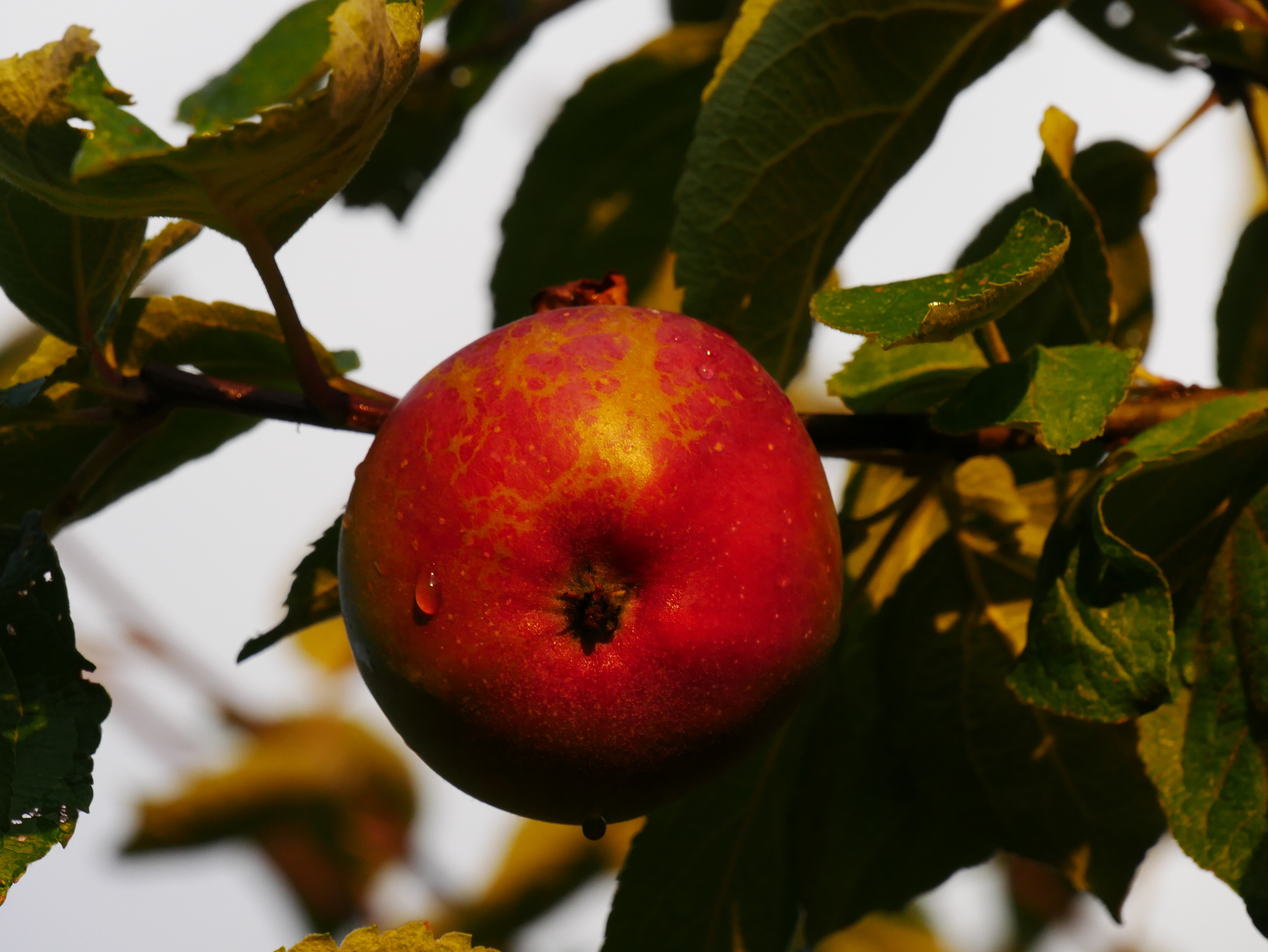 Apfelbaum Sorte: Roter Eiserapfel - Baum 84 (Volkskunde- und Freilichtmuseum Roscheider Hof CC0)