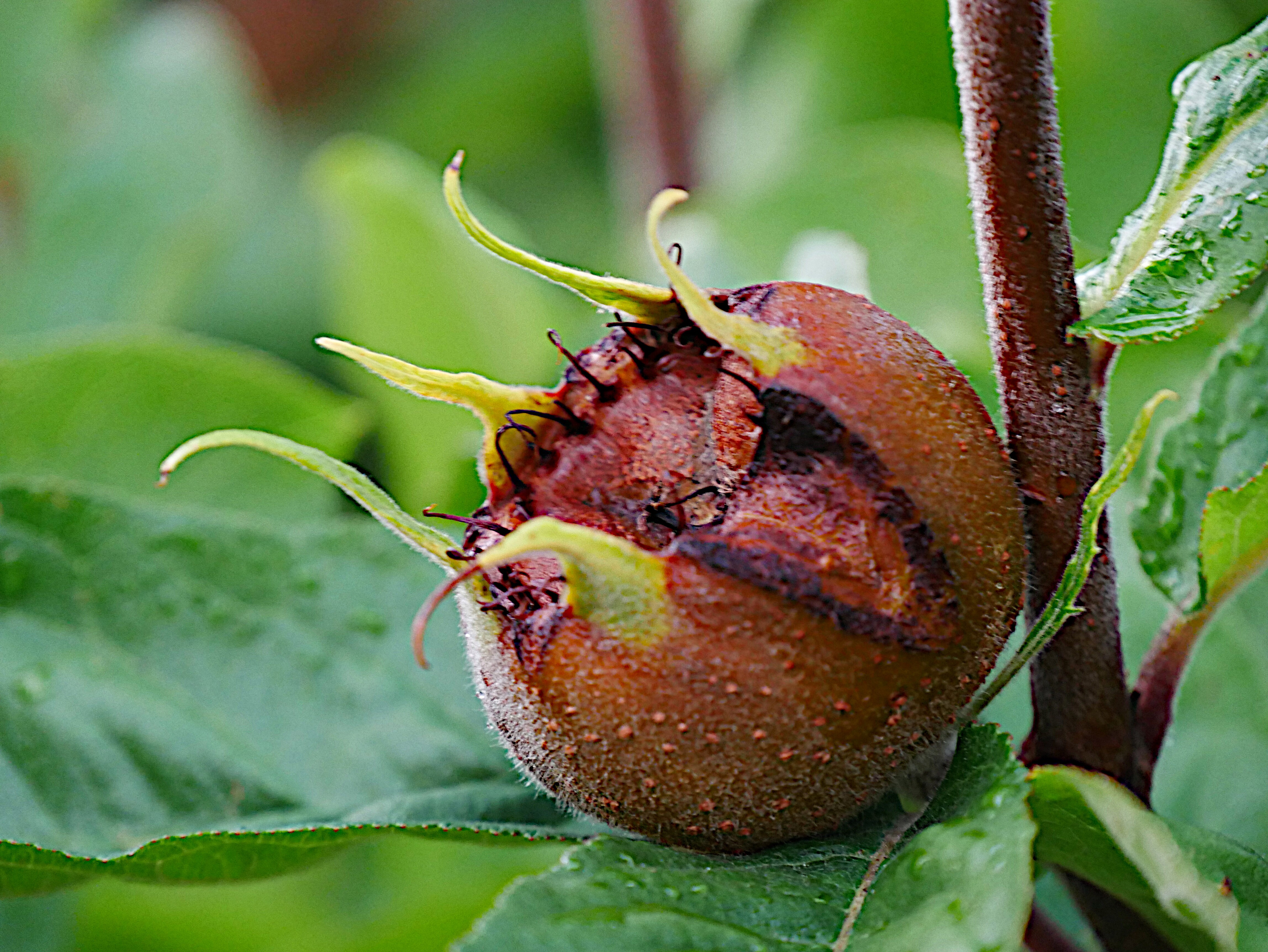 poco kunstpflanzen Künstliche Ufopflanze Copper Künstliche Pflanze – Grüne Nabelblatt-Pfl –  kunstblumenshop main image 0