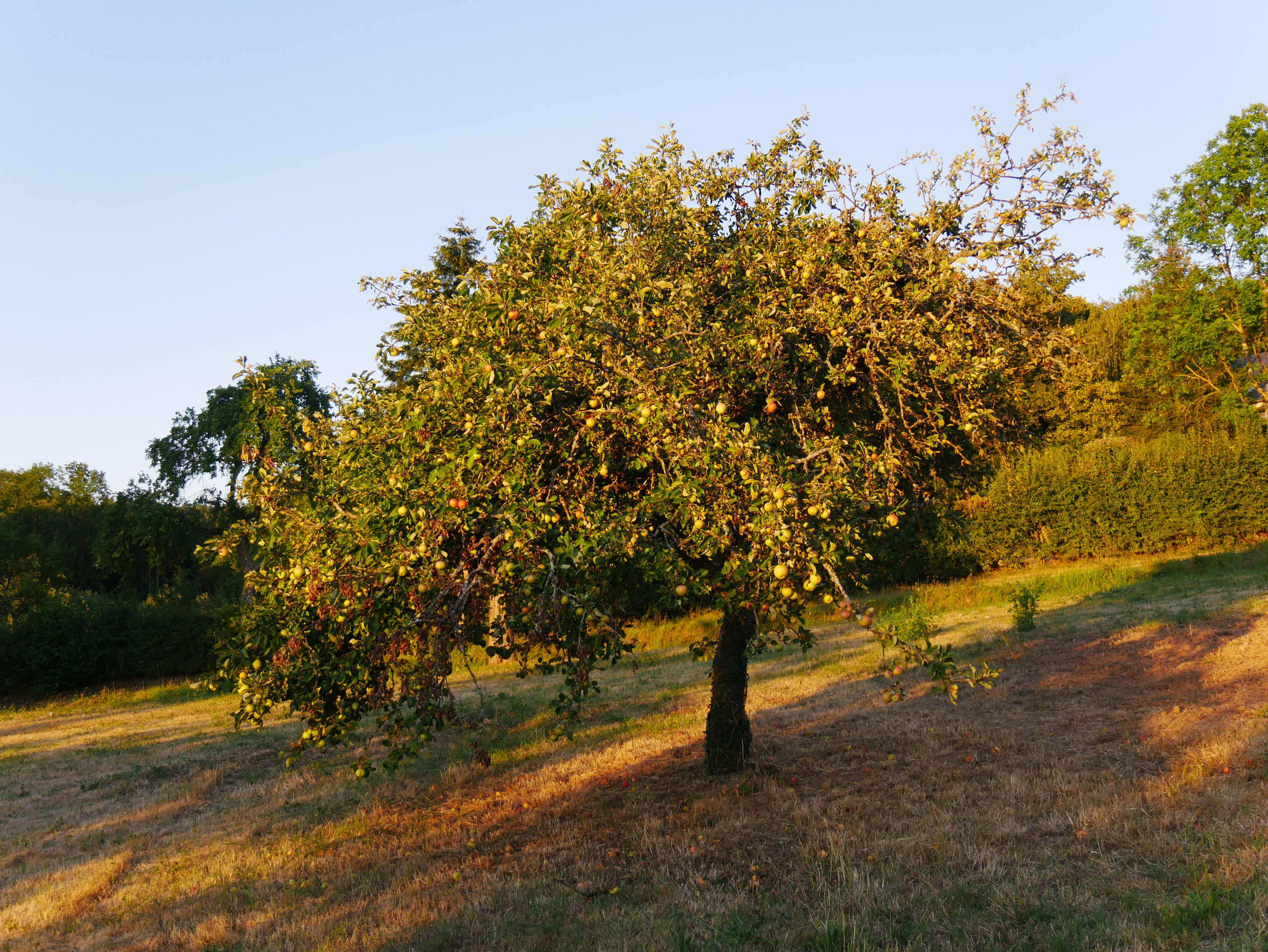 Apfelbaum Sorte: James Grieve - Baum 98 (Volkskunde- und Freilichtmuseum Roscheider Hof CC0)