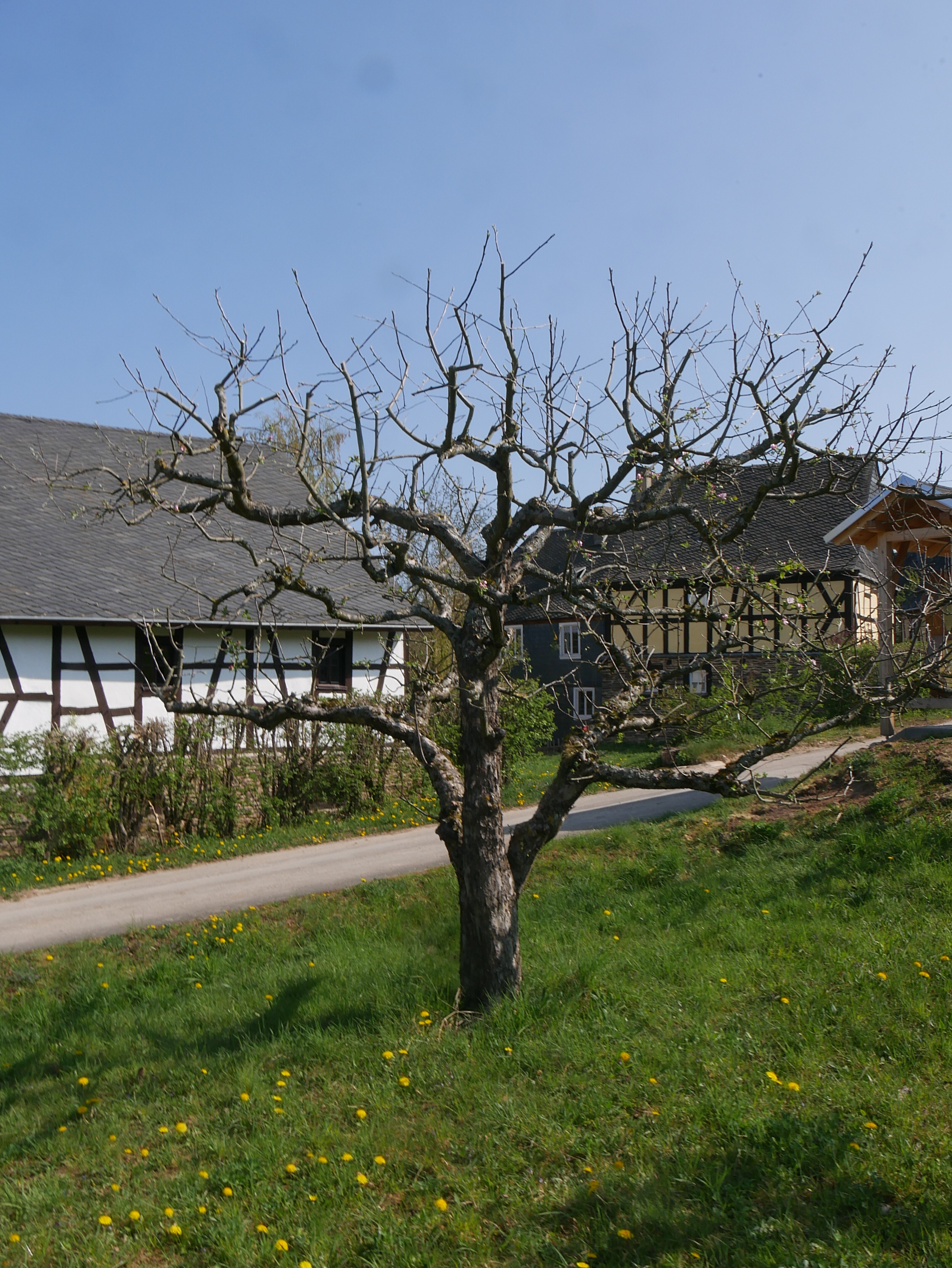 Apfelbaum Sorte: Schöner aus Nordhausen - Baum 115 (Volkskunde- und Freilichtmuseum Roscheider Hof CC0)
