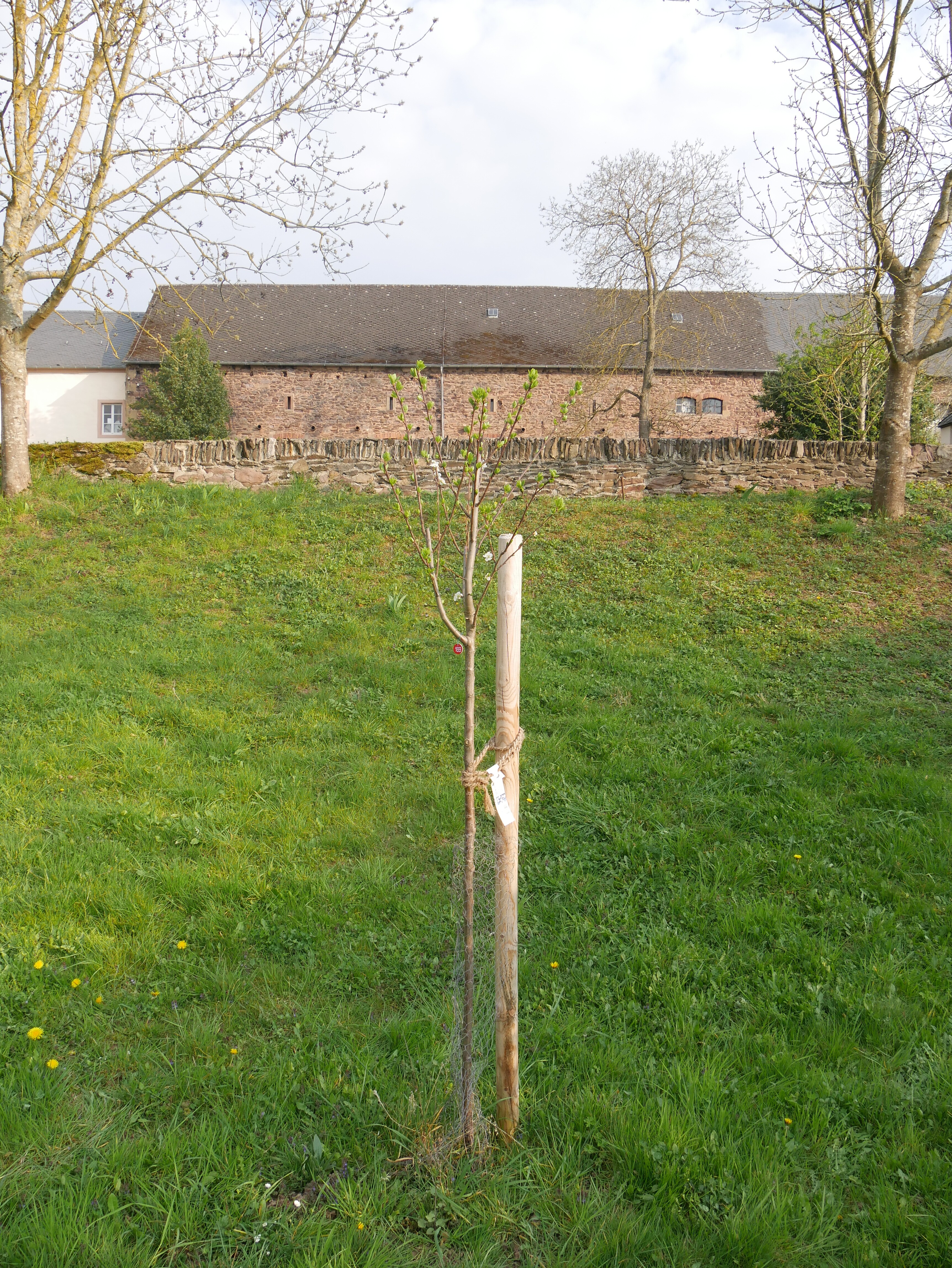 Sorte: Graf Althans Reneklode - Baum 169 (Volkskunde- und Freilichtmuseum Roscheider Hof CC0)