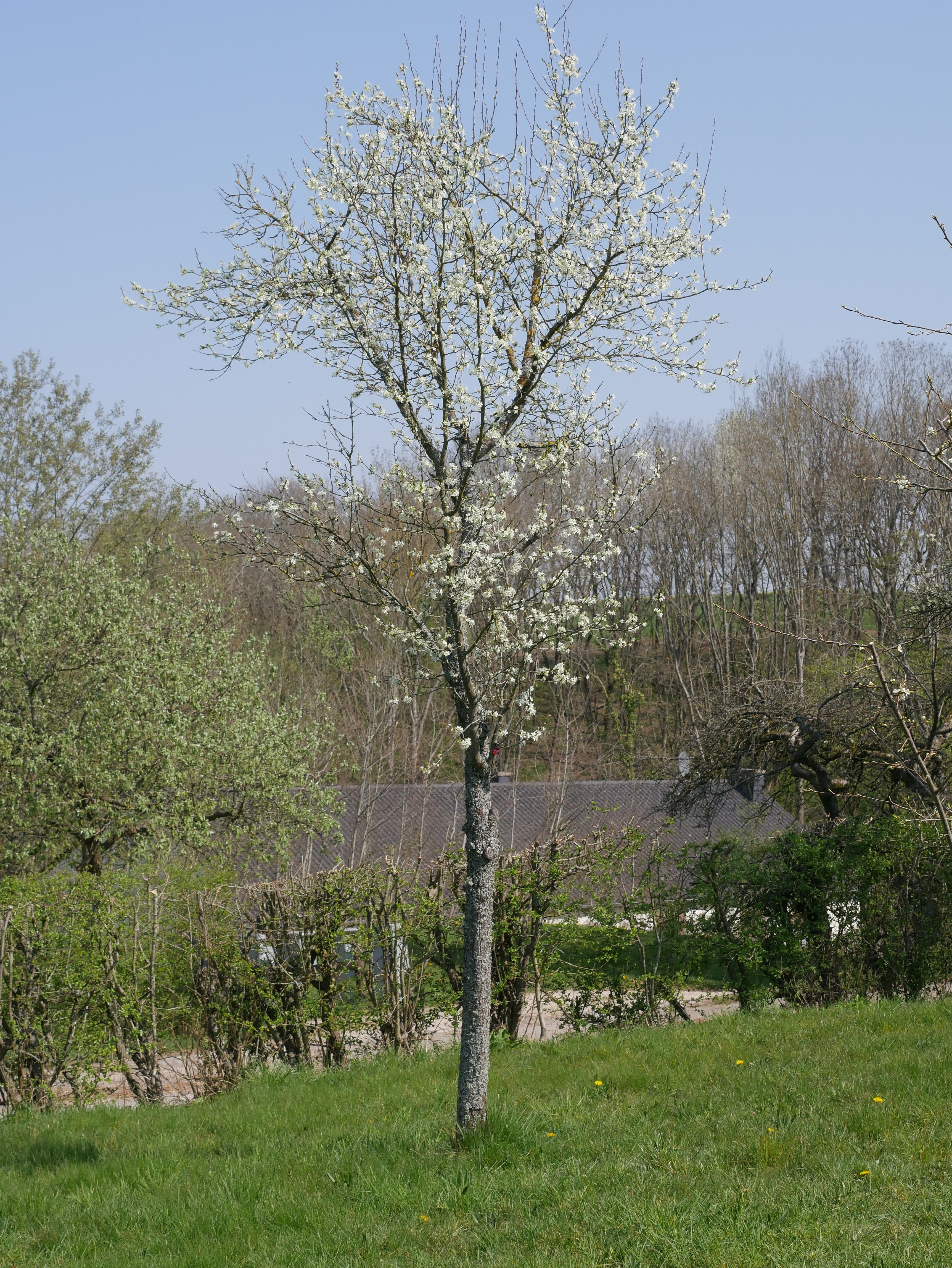 Sorte: Hauszwetschge, kleine Variante - Baum 156 (Volkskunde- und Freilichtmuseum Roscheider Hof CC0)