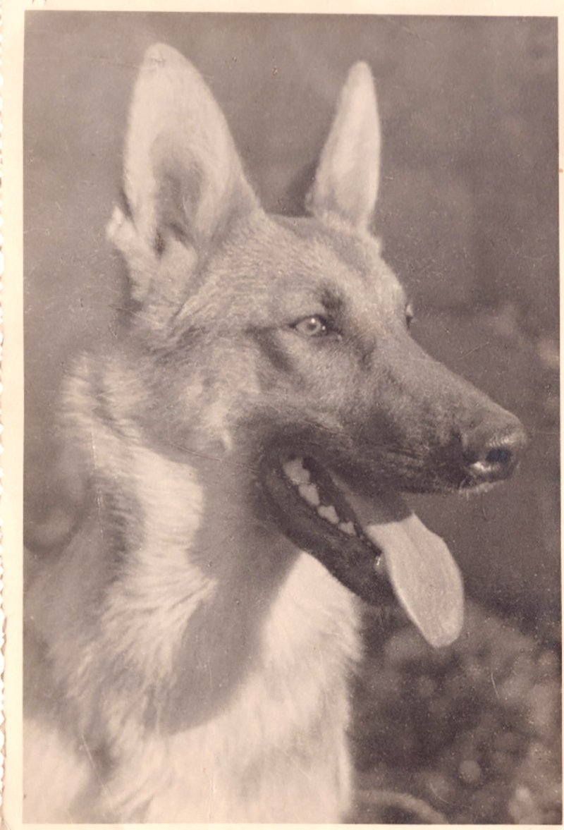 Deutscher Schäferhund "Wolf" (Volkskunde- und Freilichtmuseum Roscheider Hof CC0)