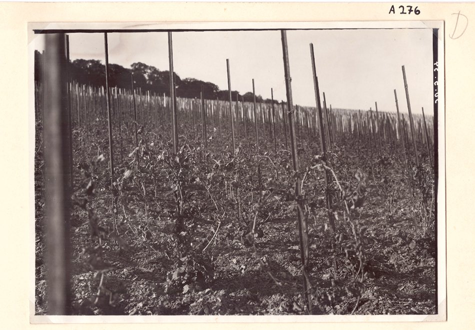 Foto eines Weinberges mit Frostschäden (Freilichtmuseum Roscheider Hof CC0)