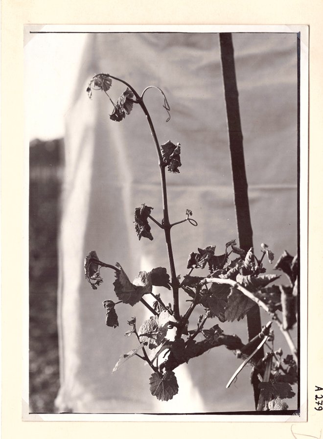 Foto einer Weinrebe mit Frostschäden (Freilichtmuseum Roscheider Hof CC0)