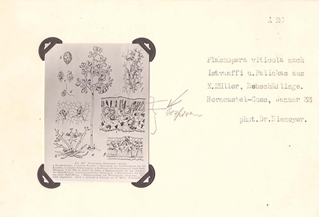 Foto einer Zeichnung "falscher Mehltau" (Freilichtmuseum Roscheider Hof CC0)