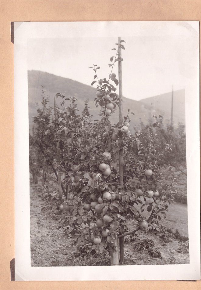 Foto eines Apfelbusches (Freilichtmuseum Roscheider Hof CC0)