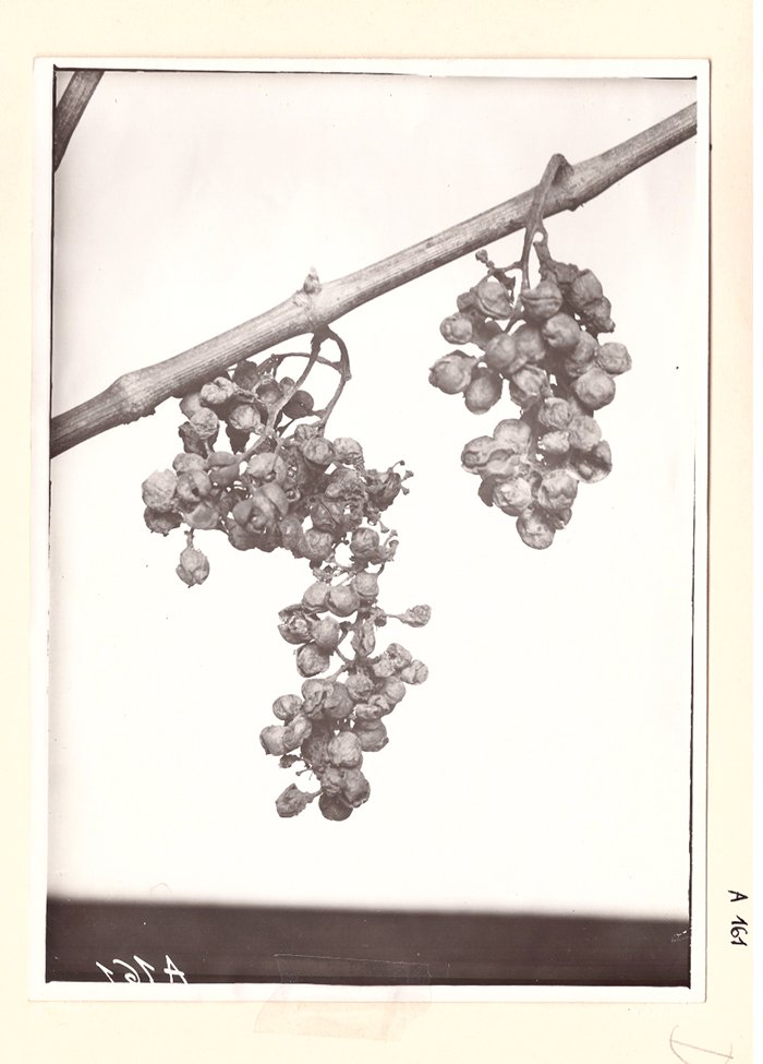 Foto von Mehltau auf Weintrauben (Freilichtmuseum Roscheider Hof CC0)