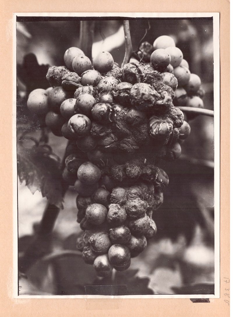 Foto mit Grauschimmel auf Weintrauben (Freilichtmuseum Roscheider Hof CC0)