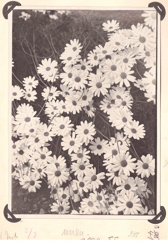 Foto von Dalmatinischen Insektenblumen (chrysanthemum cinerariaefolium) (Freilichtmuseum Roscheider Hof CC0)