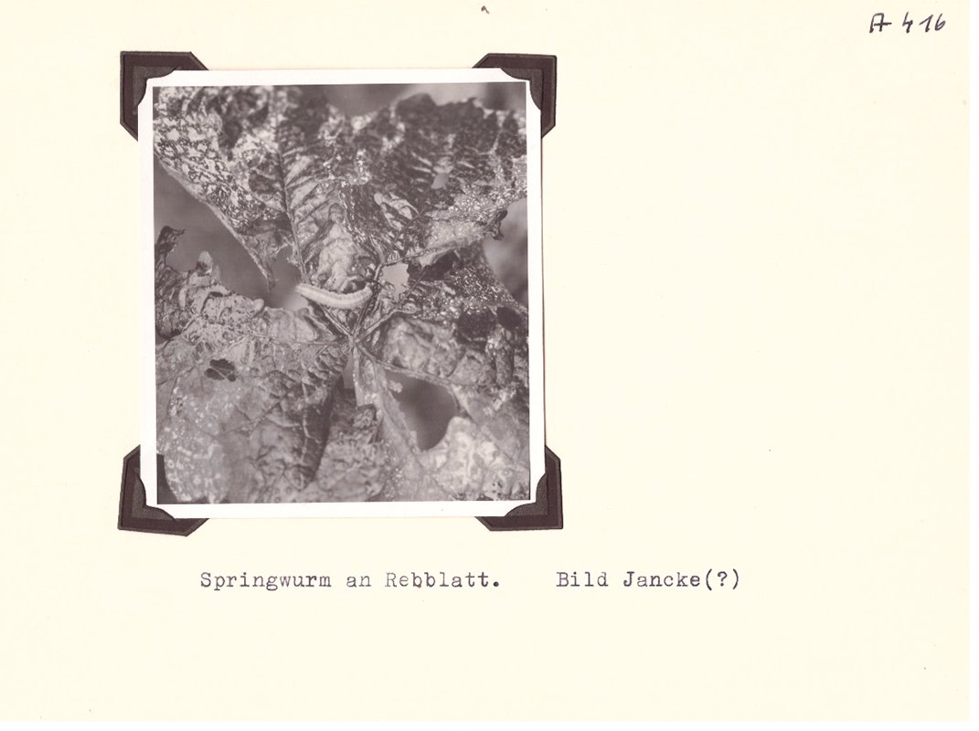 Foto eines Rebblattes mit Springwurm (Freilichtmuseum Roscheider Hof CC0)