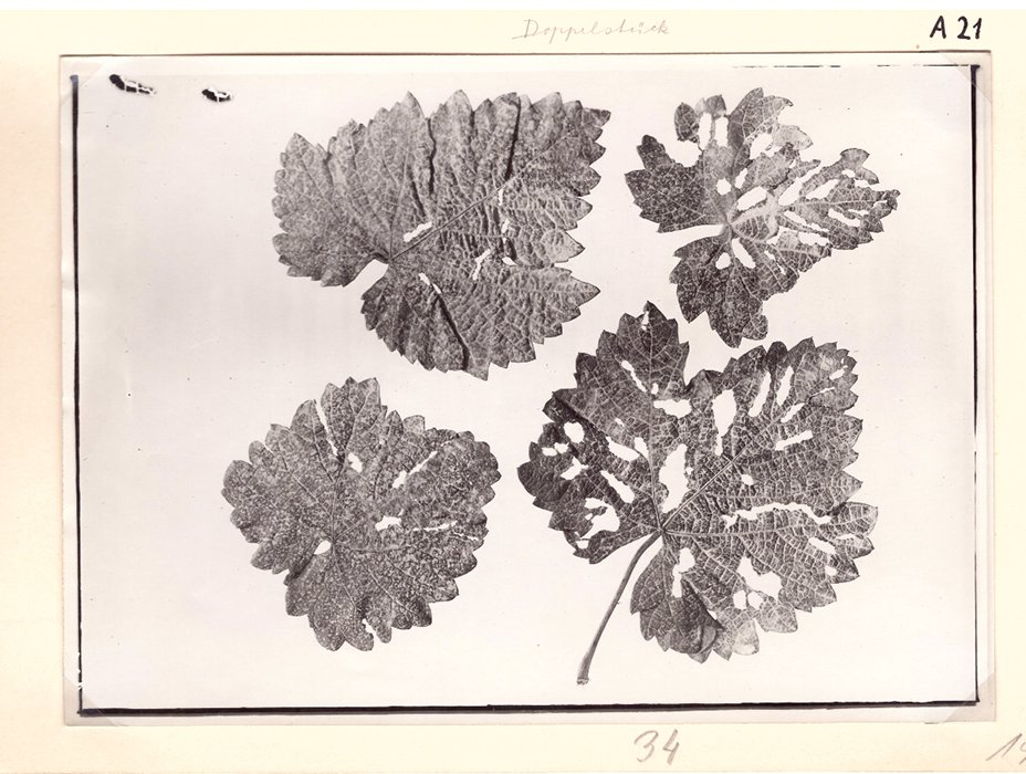 Foto von Rebstichler zerfressene Blätter (Freilichtmuseum Roscheider Hof CC0)