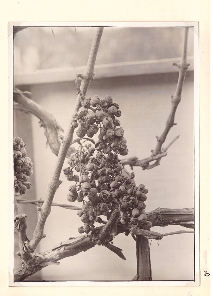 Foto durch Mehltau zerstörte Weintrauben (Freilichtmuseum Roscheider Hof CC0)