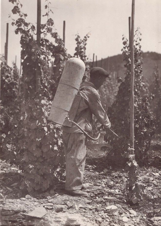 Foto Arbeiter beim Spritzen von Weinstöcken (Freilichtmuseum Roscheider Hof CC0)