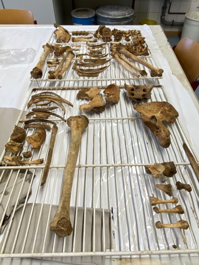 männliches Skelett aus der Merowingerzeit (Ute Ledebur RR-R)