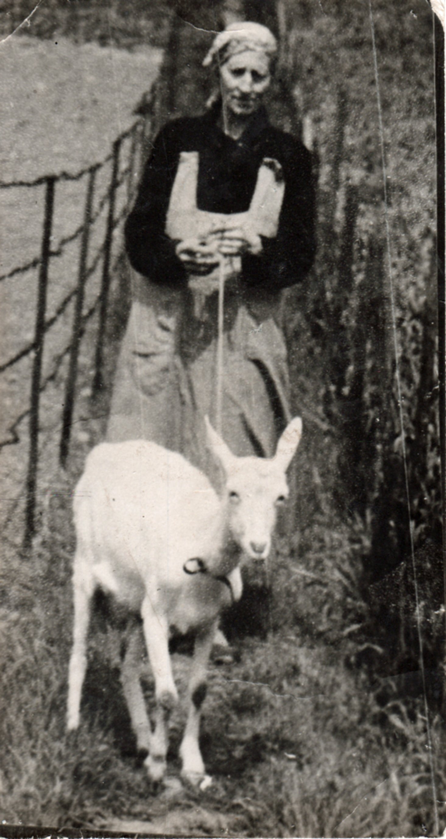 Frau bringt Ziege an Hause (Heimatarchiv Bad Bodendorf CC BY-NC-SA)