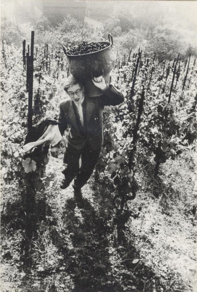 Junger Mann mit Lesekorb steigt aus dem Weinberg zum Sammelfass hoch (Heimatarchiv Bad Bodendorf CC BY-NC-SA)