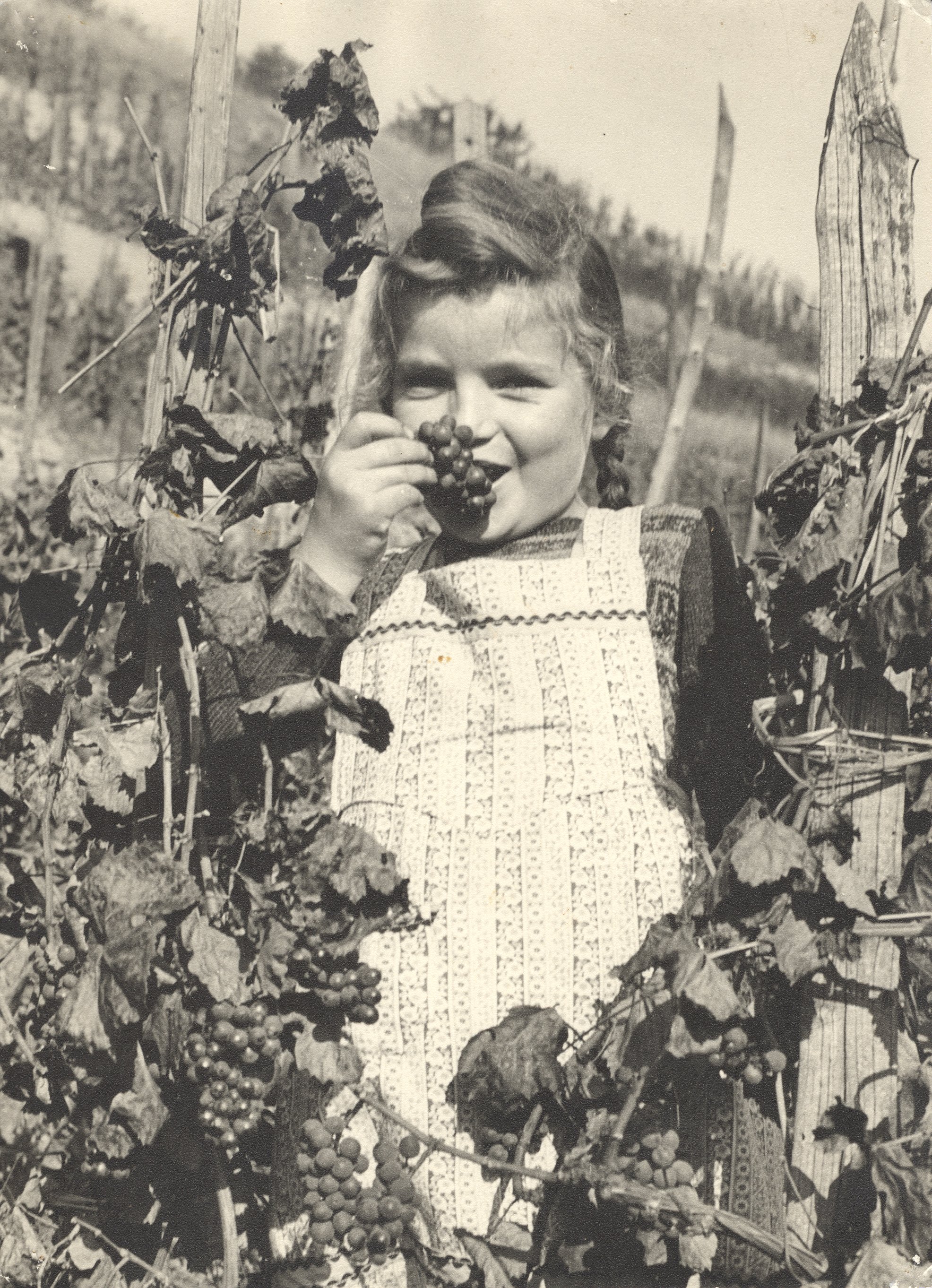 Die Trauben schmecken - Kleine Erntehelferin isst lieber die Trauben (Heimatarchiv Bad Bodendorf CC BY-NC-SA)