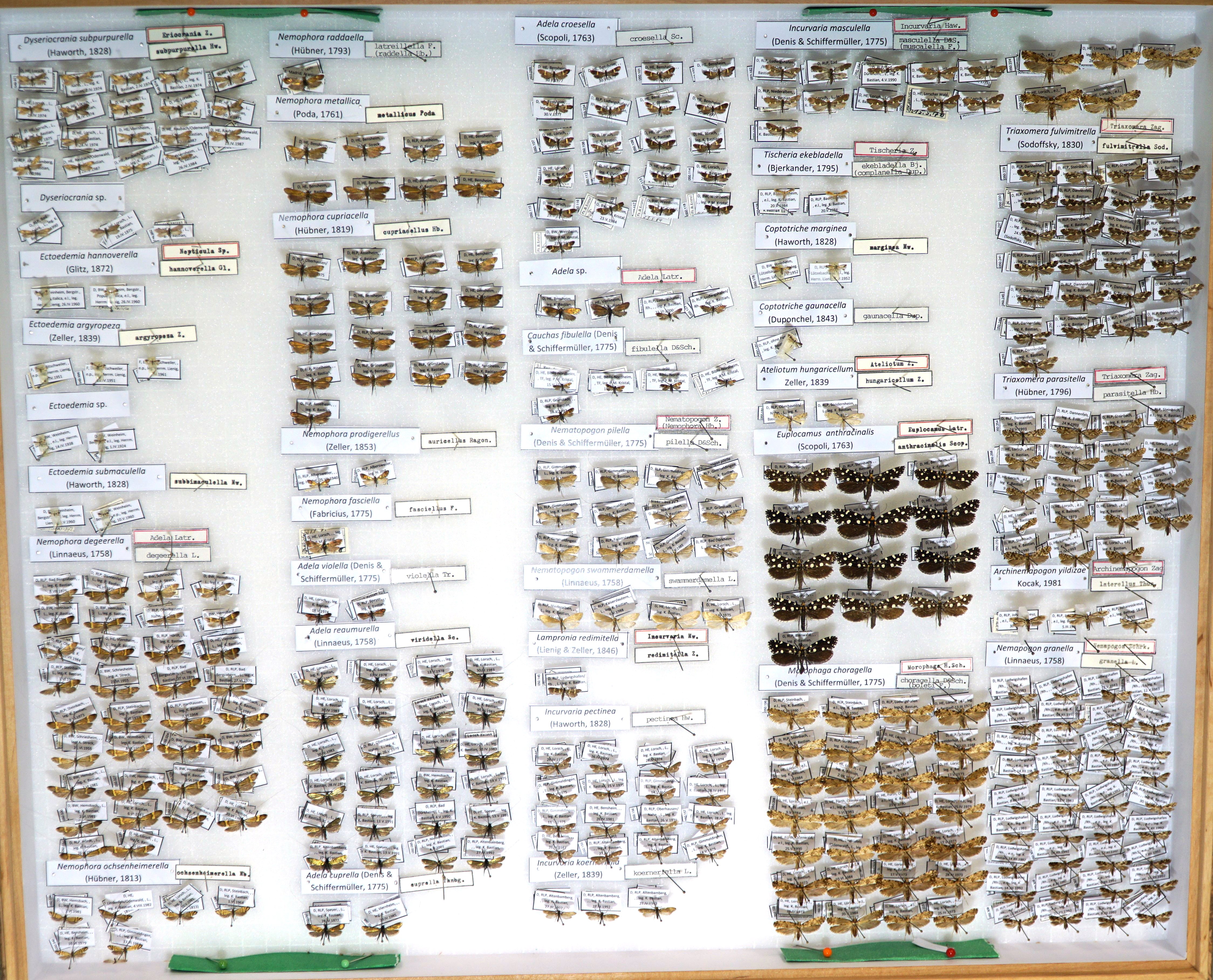 Sammlung Bastian - Eriocraniidae-Tineidae (Pfalzmuseum für Naturkunde – POLLICHIA-Museum / Schneeberg CC BY)