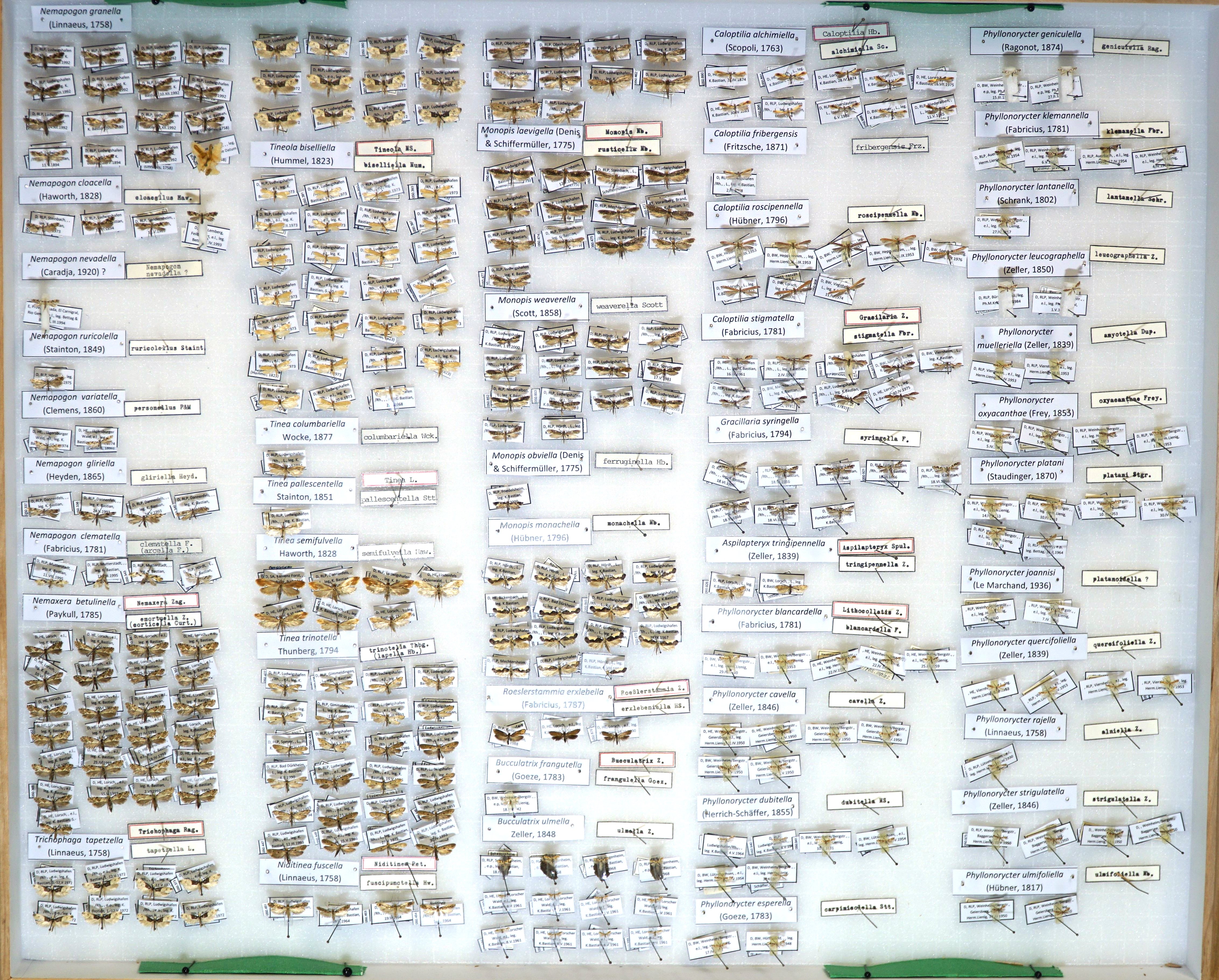 02 - Sammlung Bastian - Tineidae-Gracillariidae.JPG (Pfalzmuseum für Naturkunde / Schneeberg CC BY)