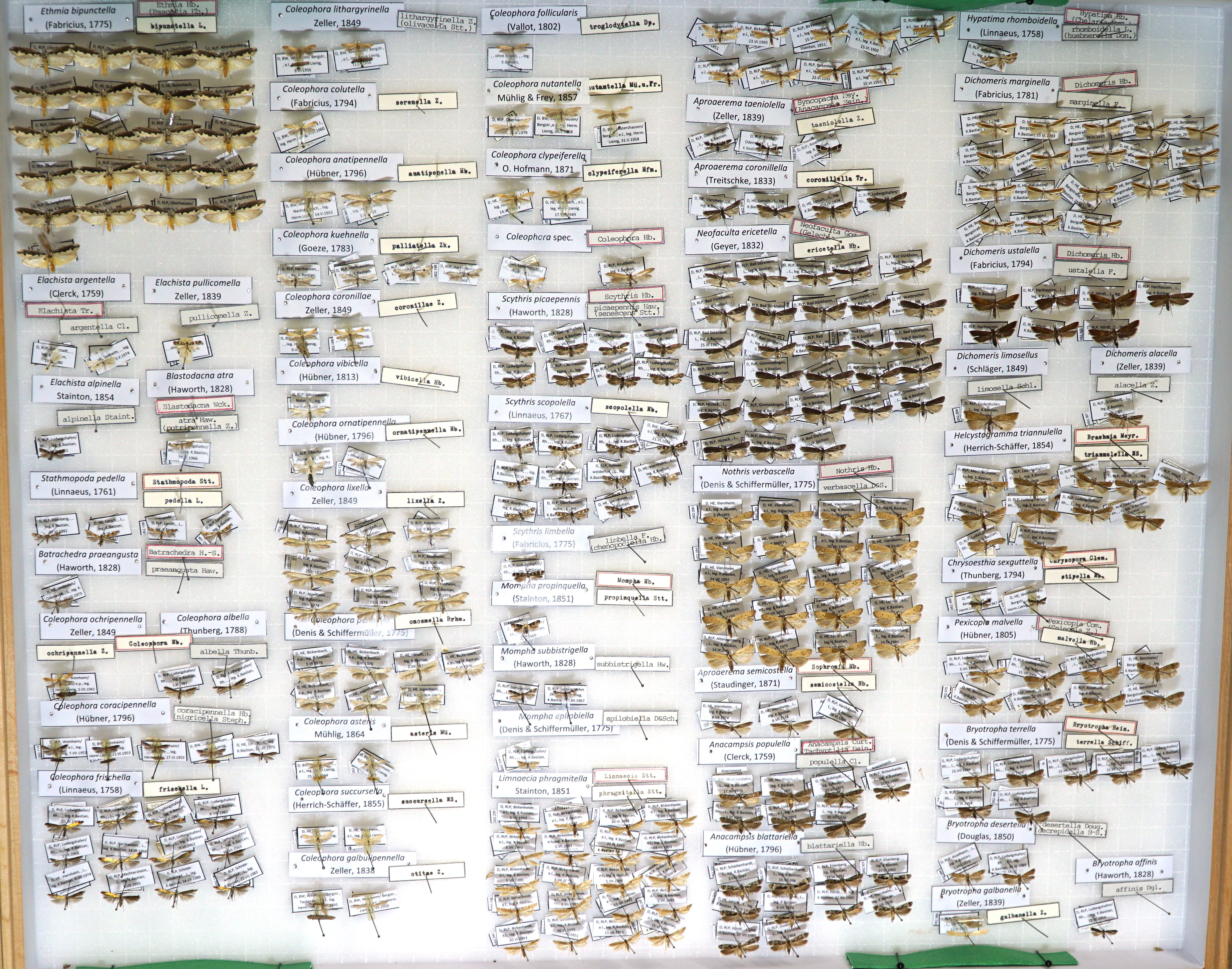 Sammlung Bastian - Elachistidae-Gelechiidae (Pfalzmuseum für Naturkunde – POLLICHIA-Museum / Schneeberg CC BY)