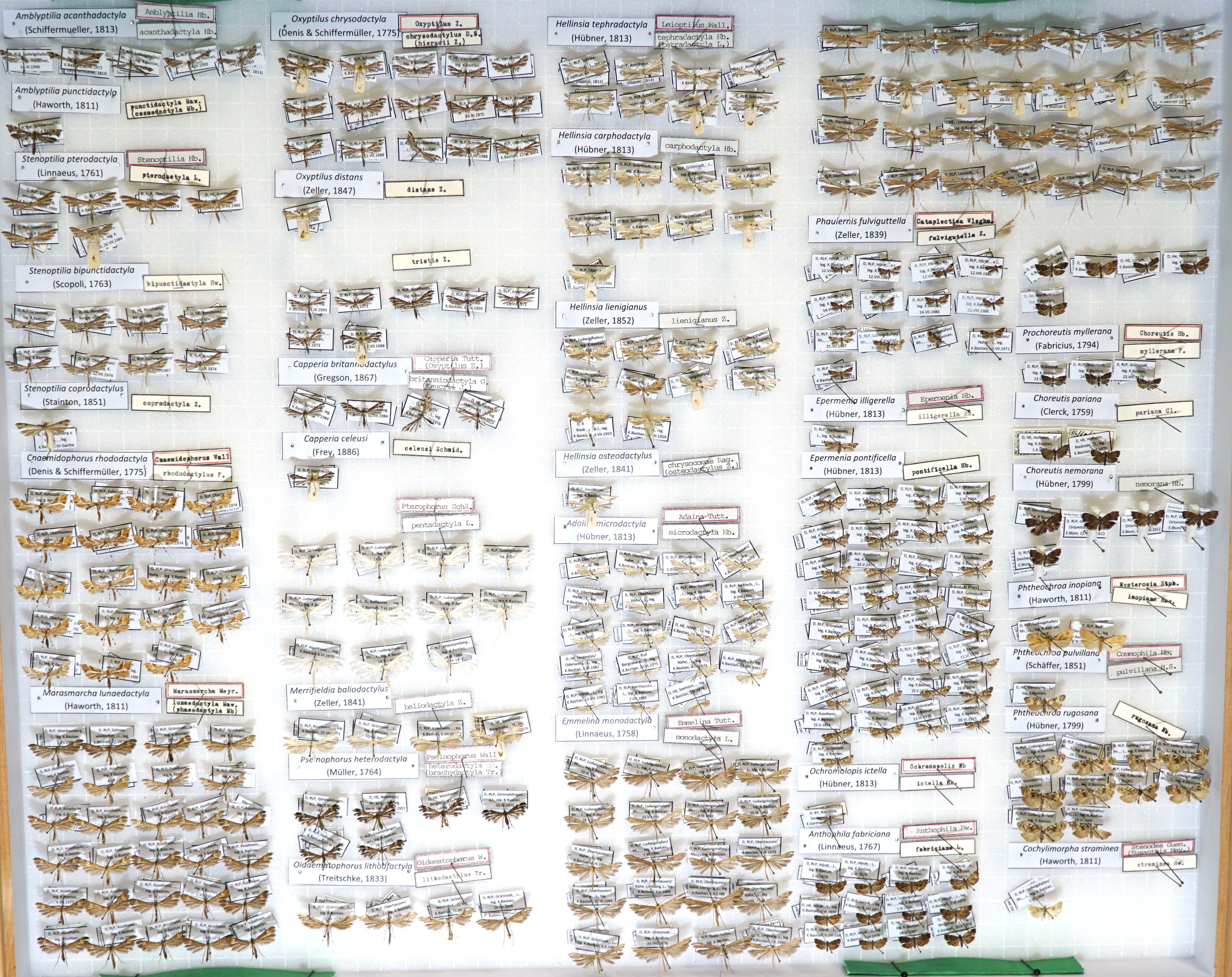 Sammlung Bastian - Pterophoridae-Tortricidae (Pfalzmuseum für Naturkunde – POLLICHIA-Museum / Schneeberg CC BY)