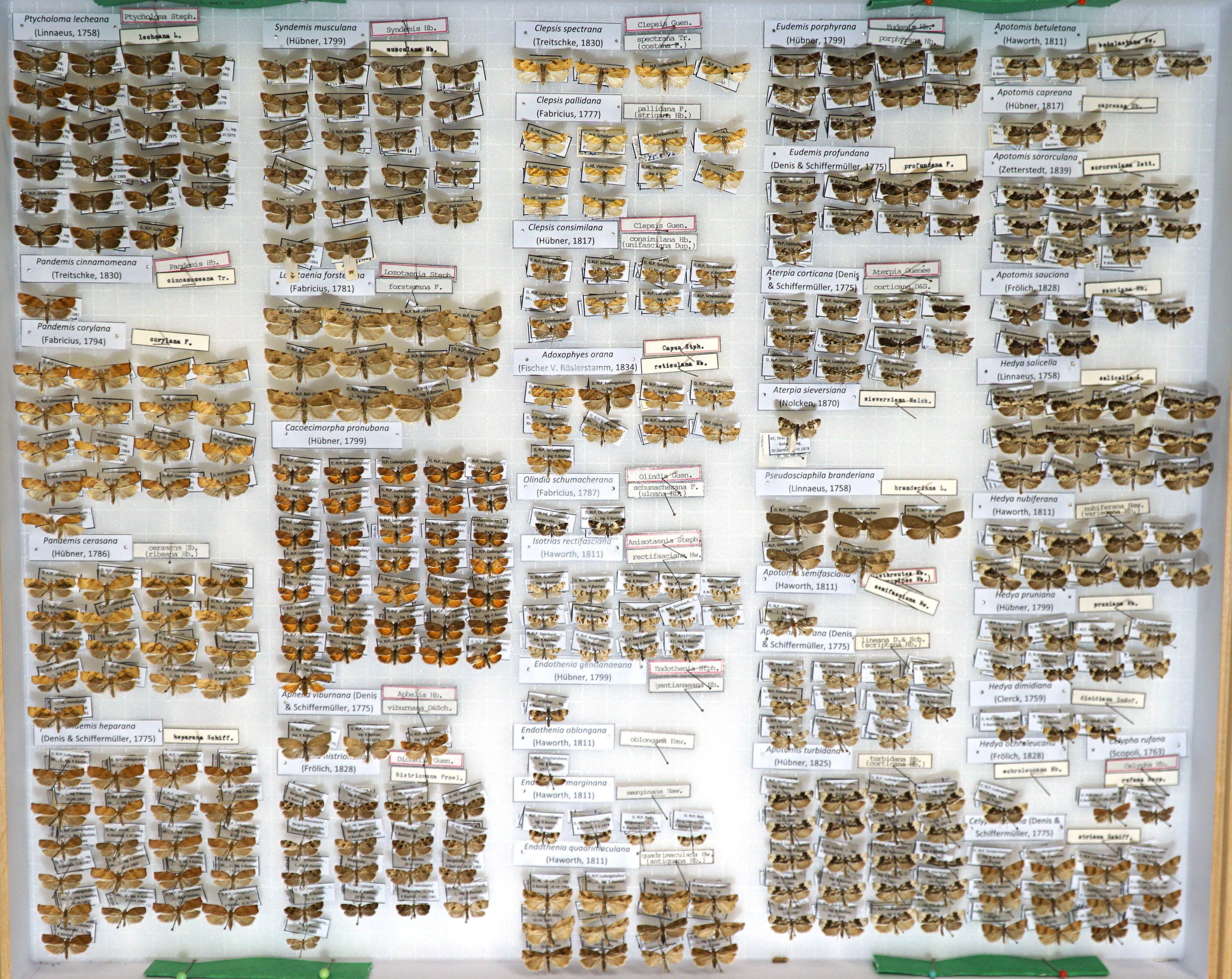 Sammlung Bastian - Tortricidae (Pfalzmuseum für Naturkunde – POLLICHIA-Museum / Schneeberg CC BY)