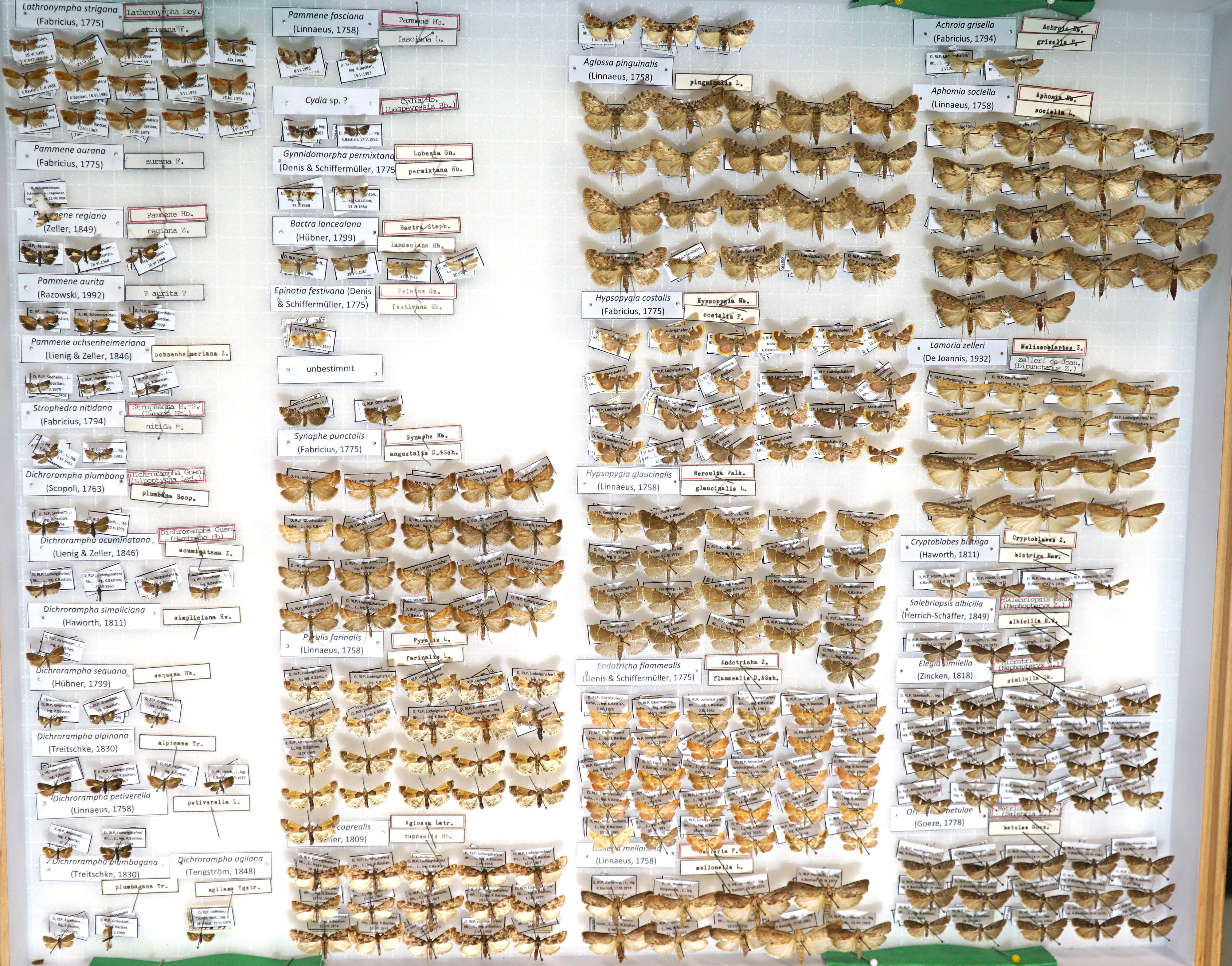 Sammlung Bastian - Tortricidae-Pyralidae (Pfalzmuseum für Naturkunde – POLLICHIA-Museum / Schneeberg CC BY)