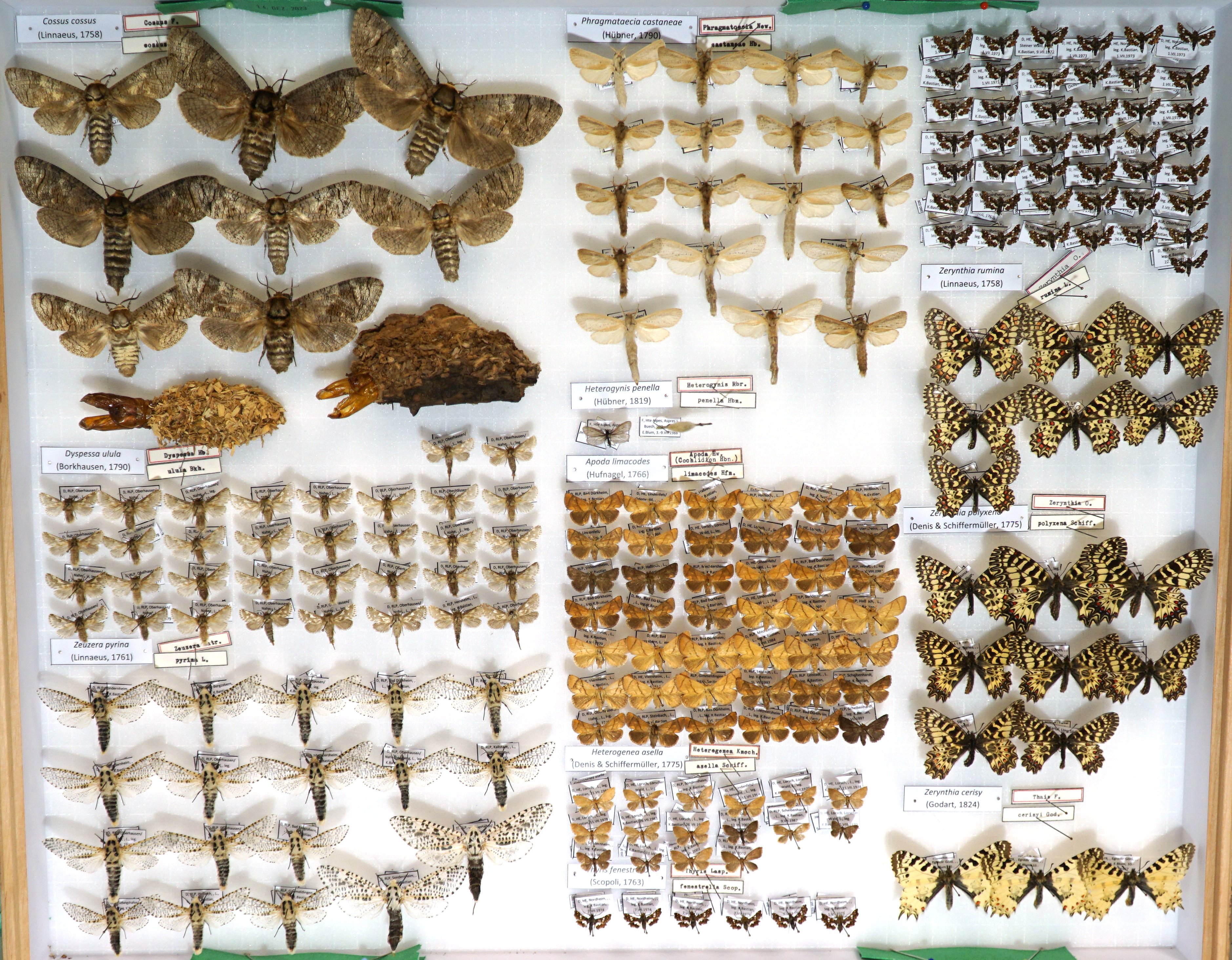 Sammlung Bastian - Cossidae-Papilionidae (Pfalzmuseum für Naturkunde – POLLICHIA-Museum / Schneeberg CC BY)