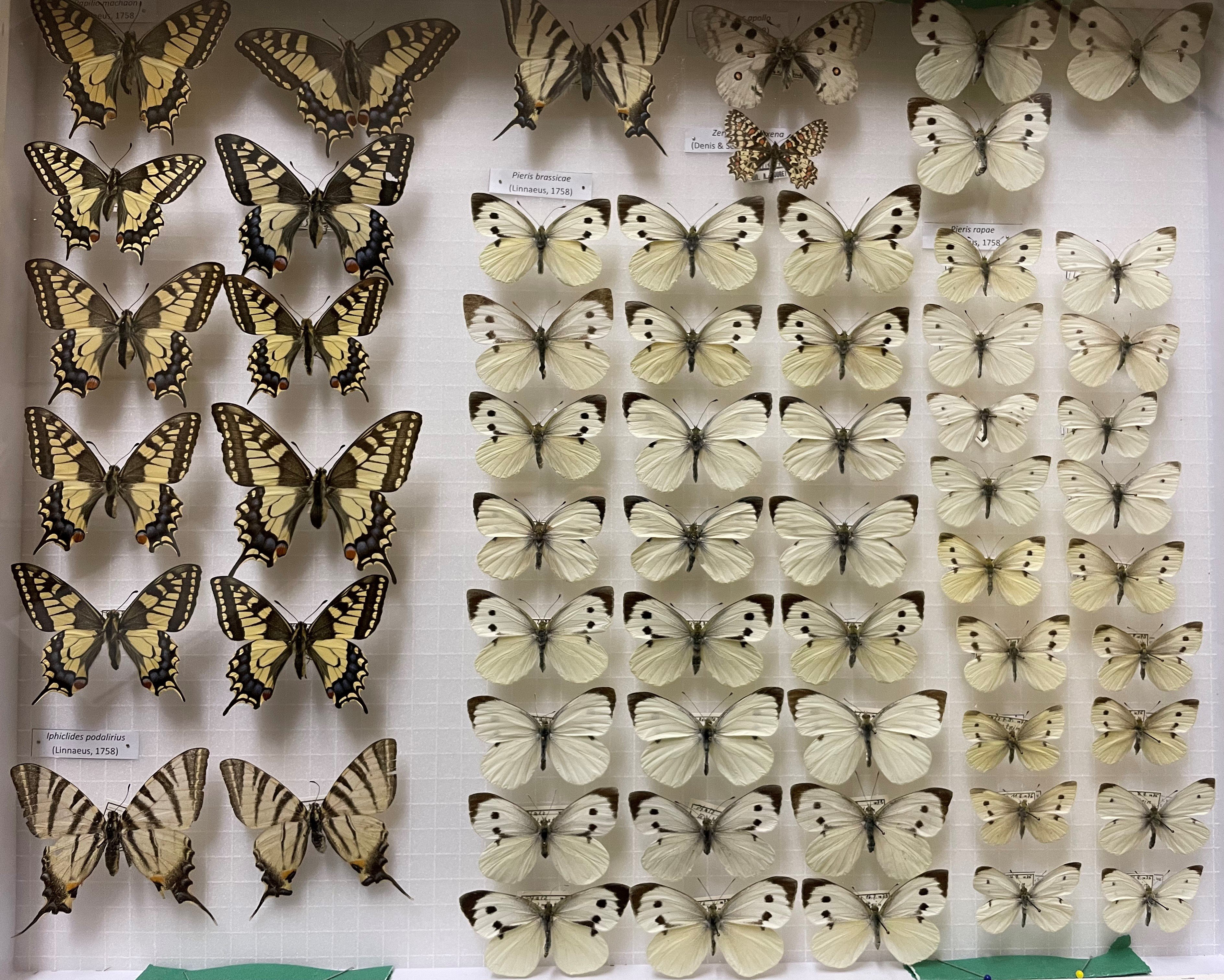 Sammlung Link - Papilionidae-Pieridae (Pfalzmuseum für Naturkunde – POLLICHIA-Museum / Schneeberg CC BY)
