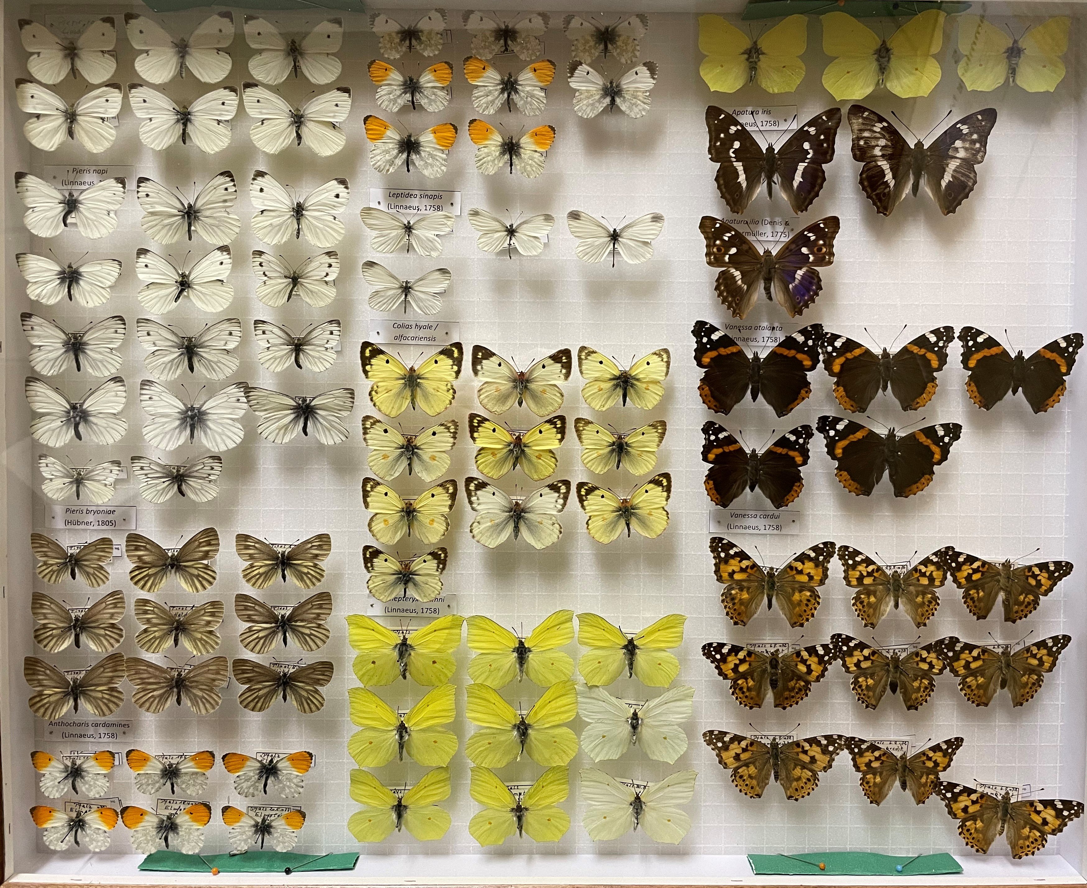 Sammlung Link - Pieridae-Nymphalidae (Pfalzmuseum für Naturkunde – POLLICHIA-Museum / Schneeberg CC BY)