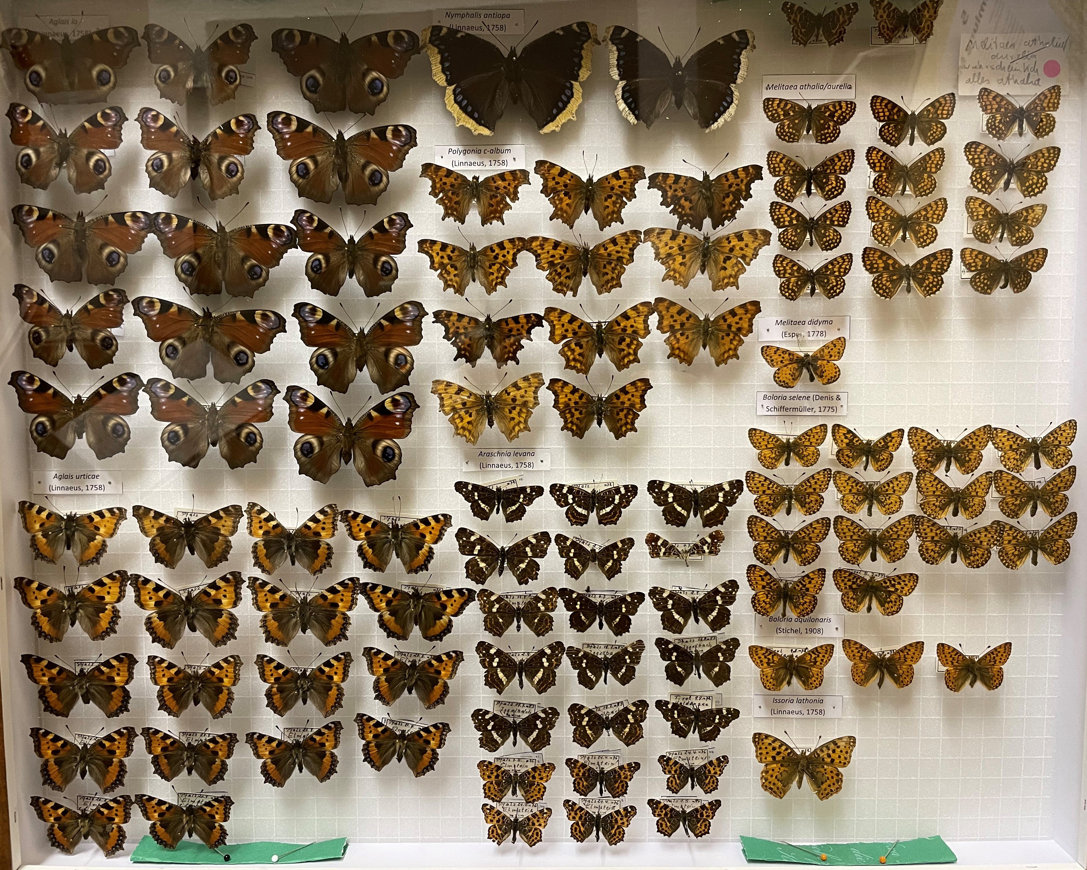 Sammlung Link - Nymphalidae (Pfalzmuseum für Naturkunde – POLLICHIA-Museum / Schneeberg CC BY)