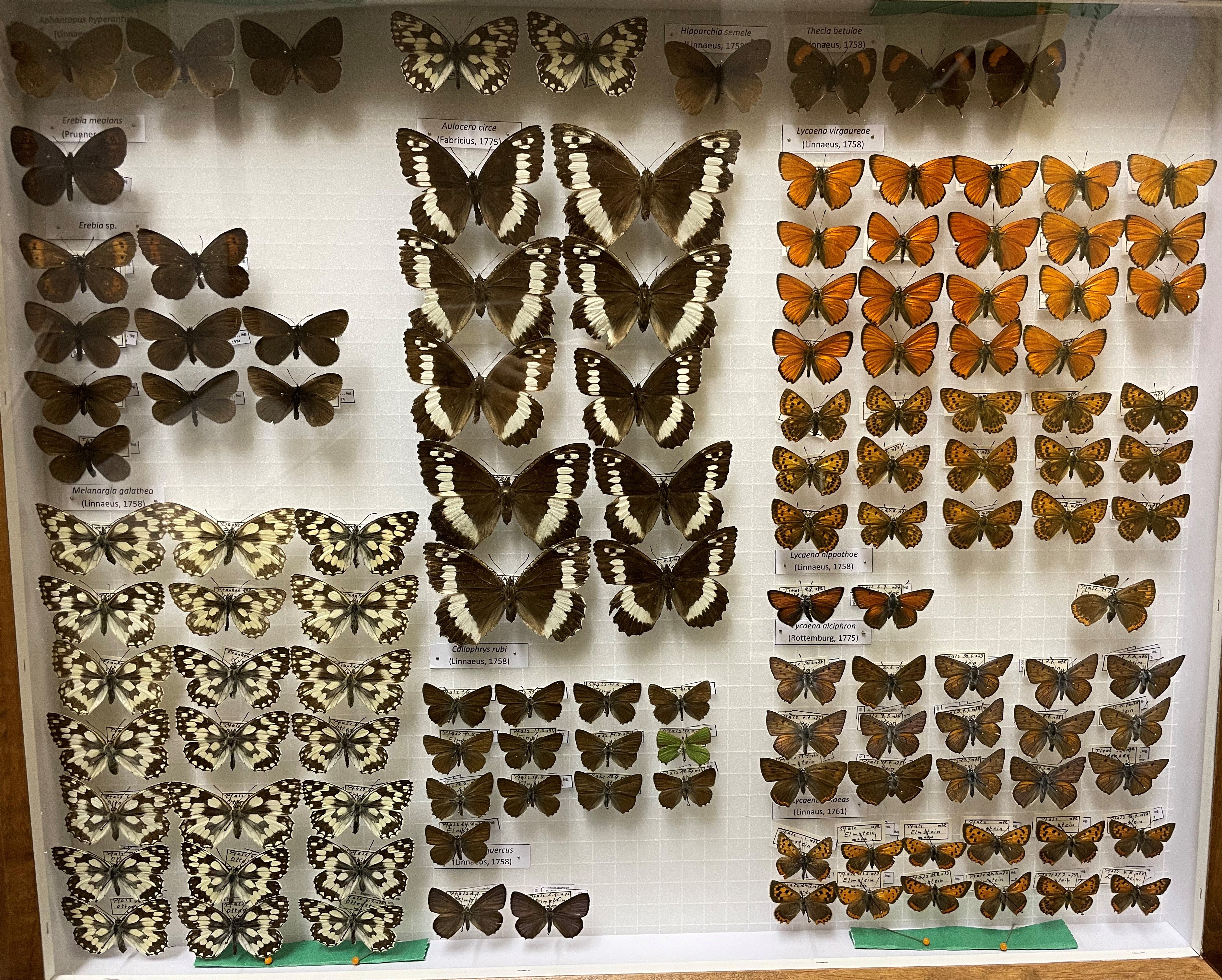 Sammlung Link - Nymphalidae-Lycaenidae (Pfalzmuseum für Naturkunde – POLLICHIA-Museum / Schneeberg CC BY)