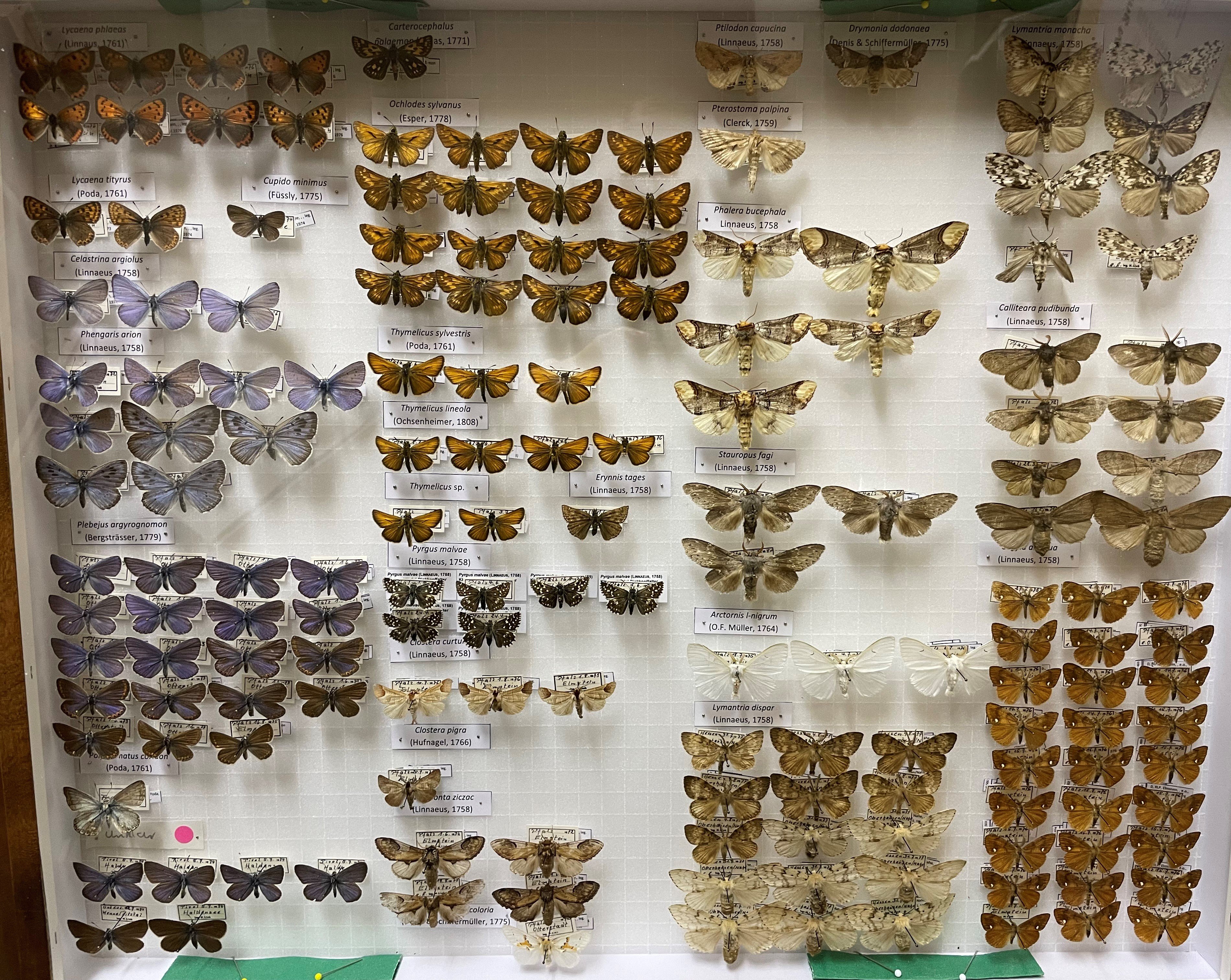 Sammlung Link - Lycaenidae, Hesperiidae, Notodontidae, Erebidae (Pfalzmuseum für Naturkunde – POLLICHIA-Museum / Schneeberg CC BY)