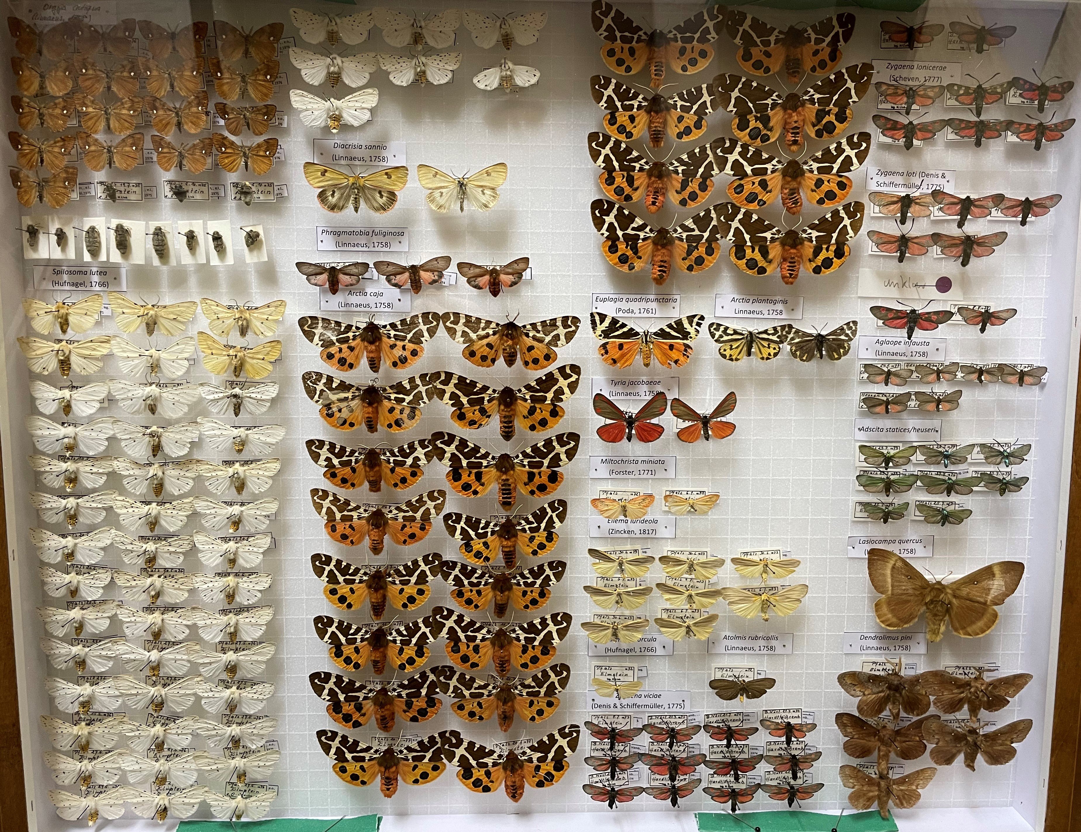 Sammlung Link - Erebidae, Zygaenidae, Lasiocampidae (Pfalzmuseum für Naturkunde – POLLICHIA-Museum / Schneeberg CC BY)