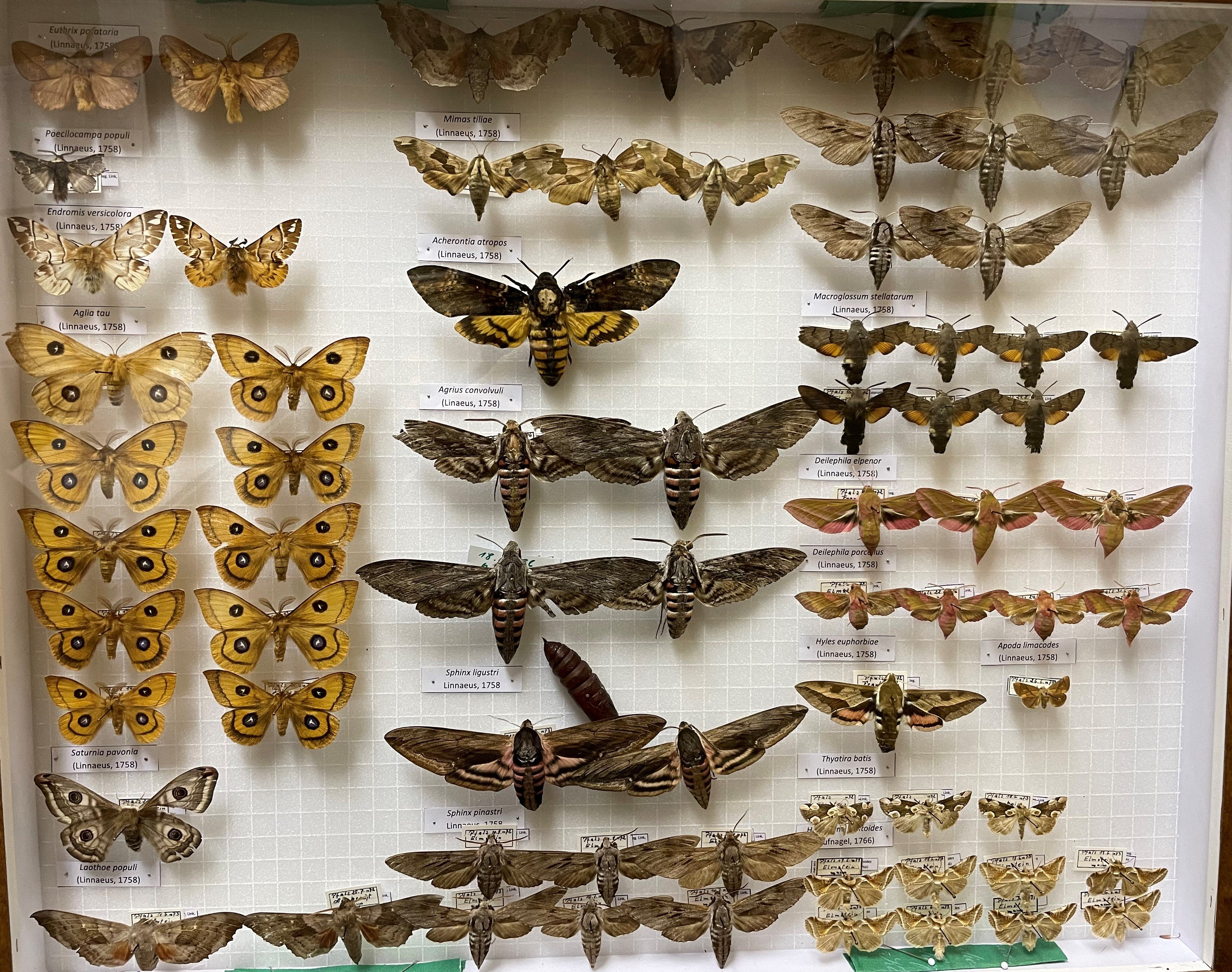 Sammlung Link - Lasiocampidae, Saturniidae, Limacodidae, Drepanidae (Pfalzmuseum für Naturkunde – POLLICHIA-Museum / Schneeberg CC BY)