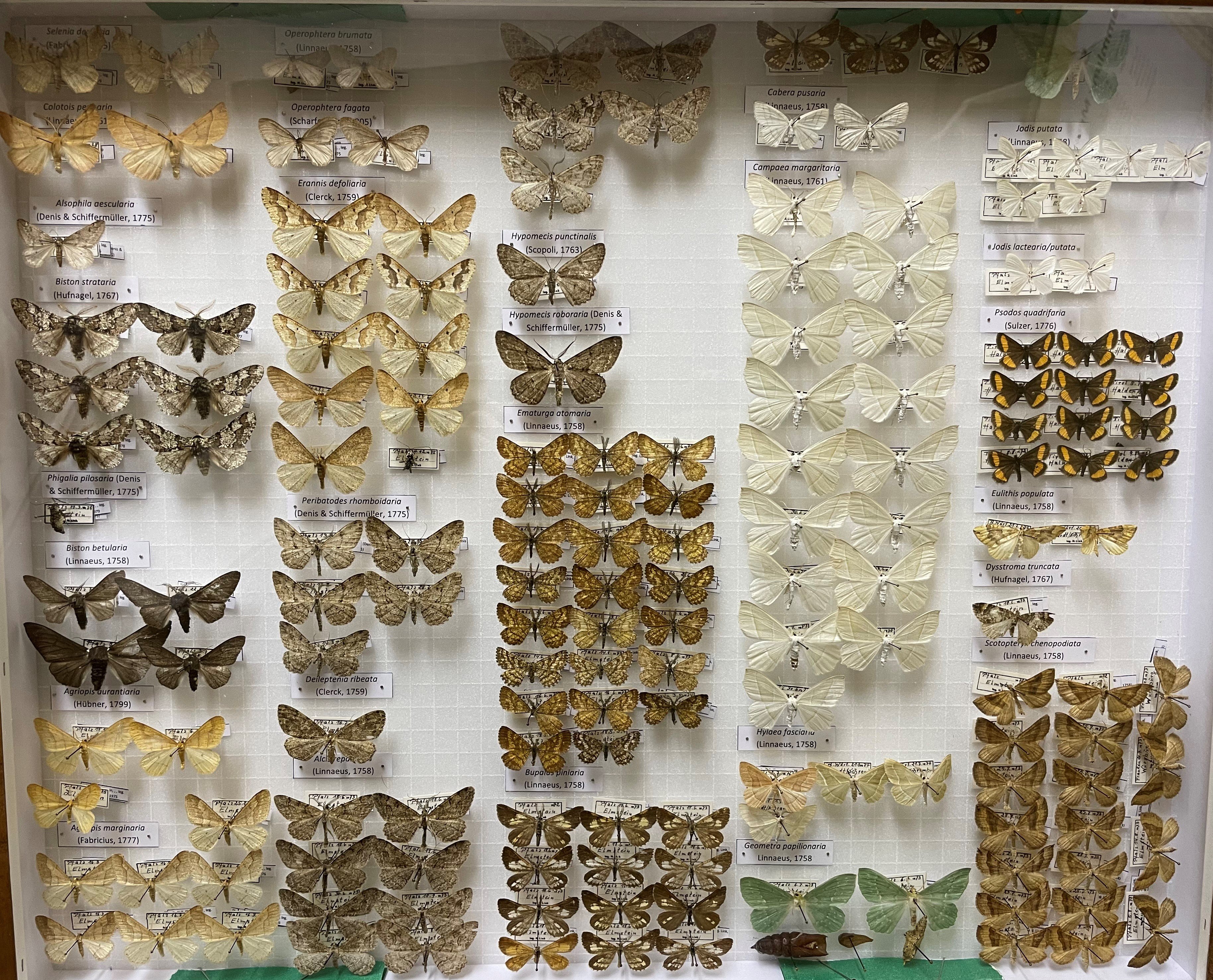 Sammlung Link - Geometridae (Pfalzmuseum für Naturkunde – POLLICHIA-Museum / Schneeberg CC BY)