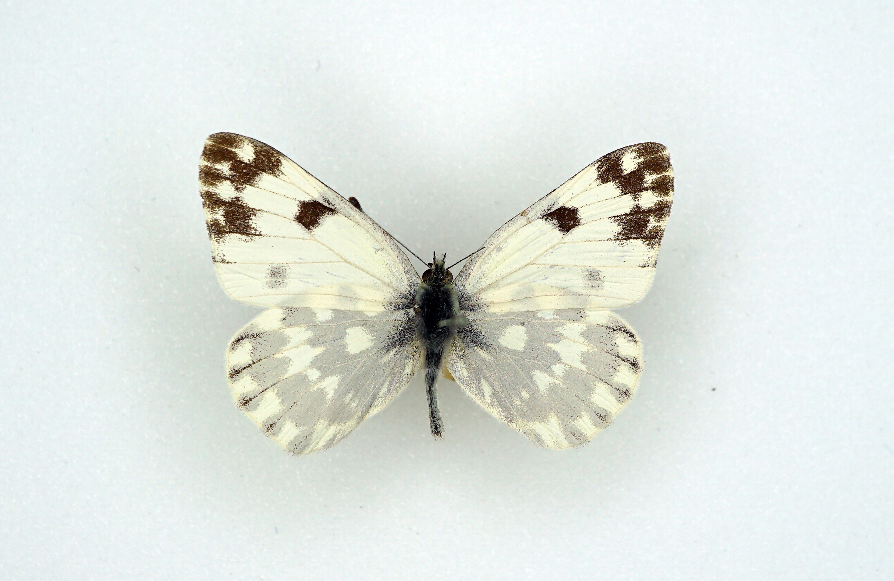 Pontia edusa (Fabricius, 1777) (Pfalzmuseum für Naturkunde - POLLICHIA-Museum CC BY)