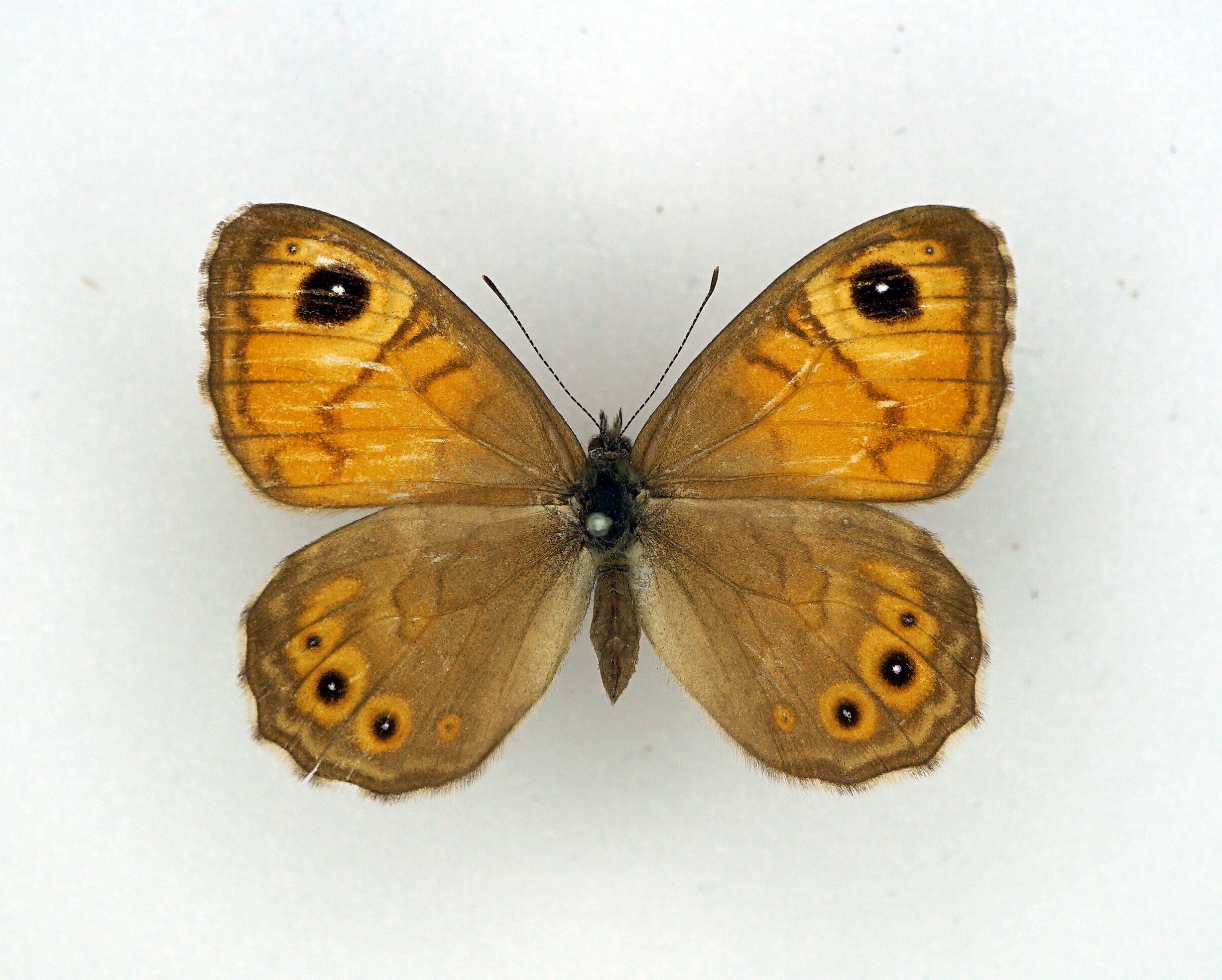 Lasiommata maera (Linnaeus, 1758) (Pfalzmuseum für Naturkunde - POLLICHIA-Museum CC BY)