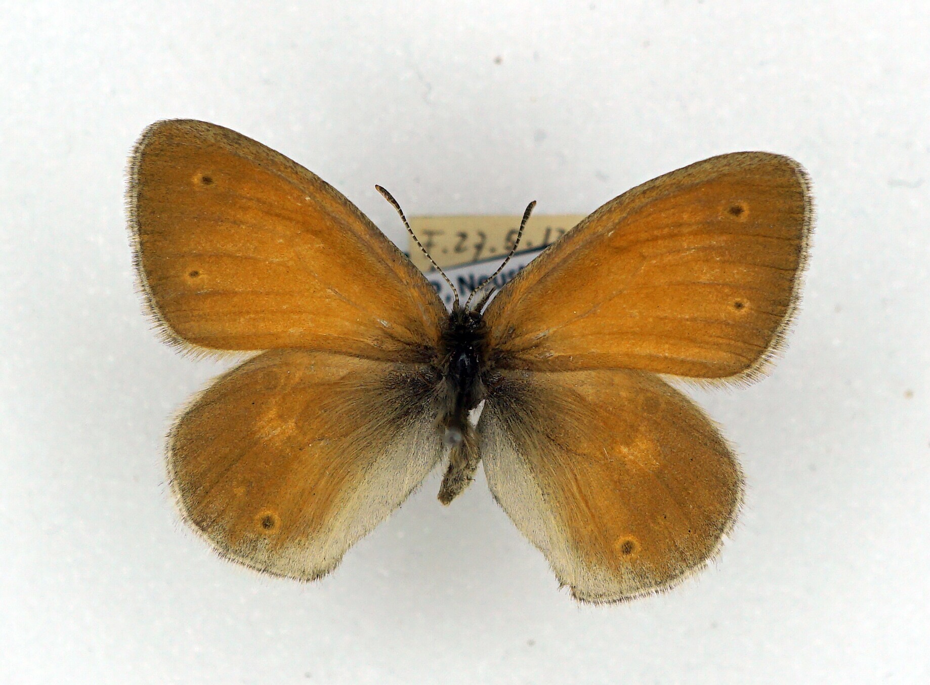 Coenonympha tullia (Müller, 1764) (Pfalzmuseum für Naturkunde - POLLICHIA-Museum CC BY)
