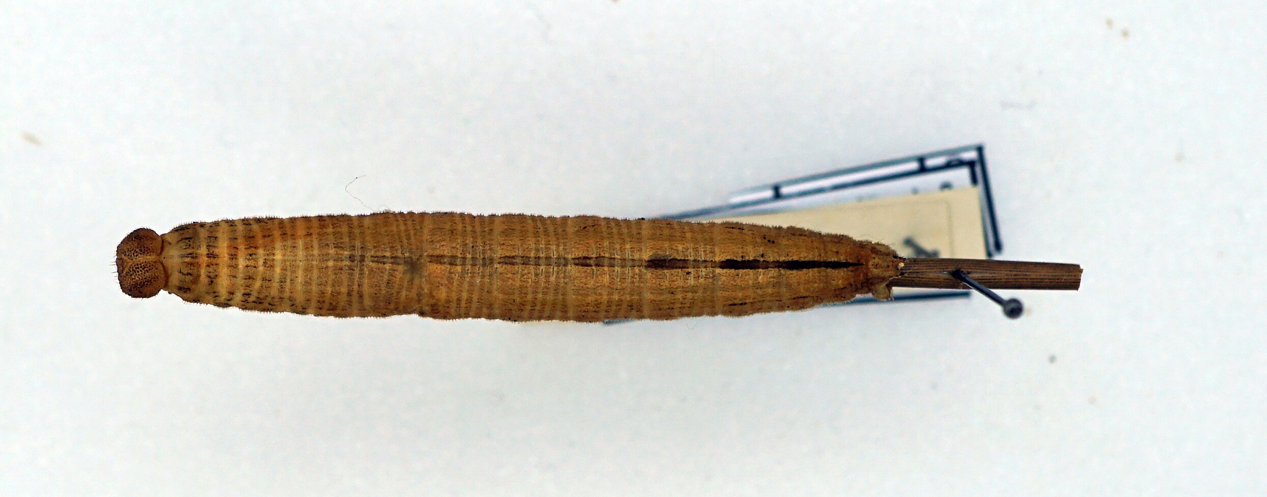 Hipparchia alcyone (Denis & Schiffermüller, 1775) - Raupe (Pfalzmuseum für Naturkunde - POLLICHIA-Museum CC BY)